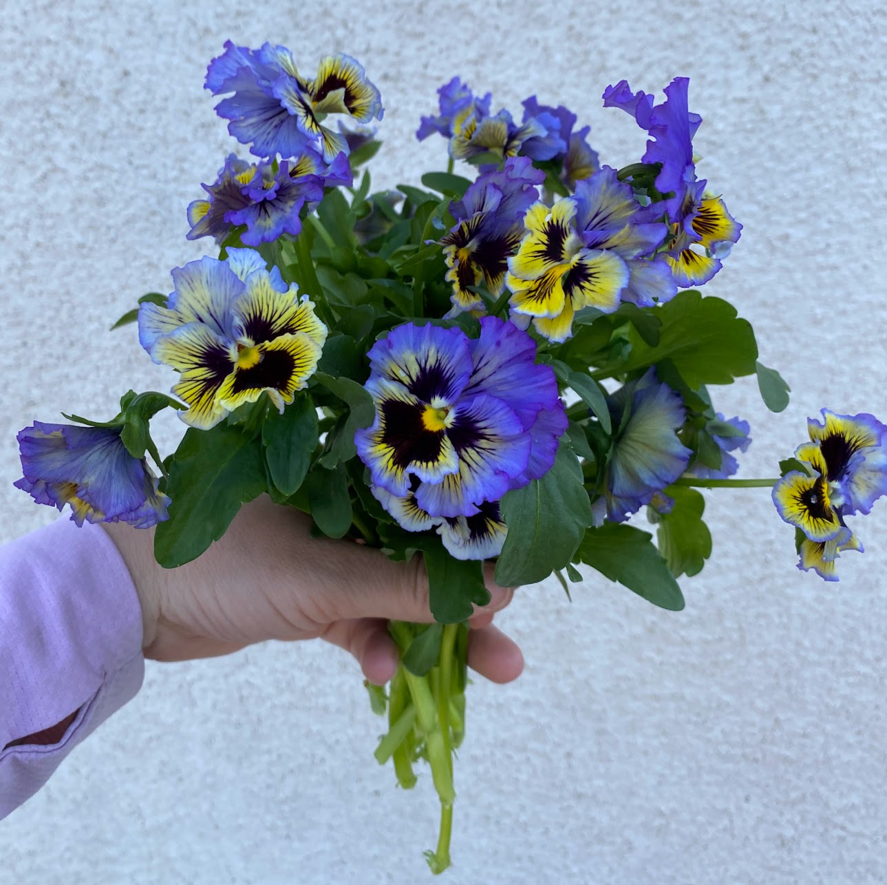 VIOLA x wittrockiana Frizzle Sizzle Yellow-Blue Swirl
