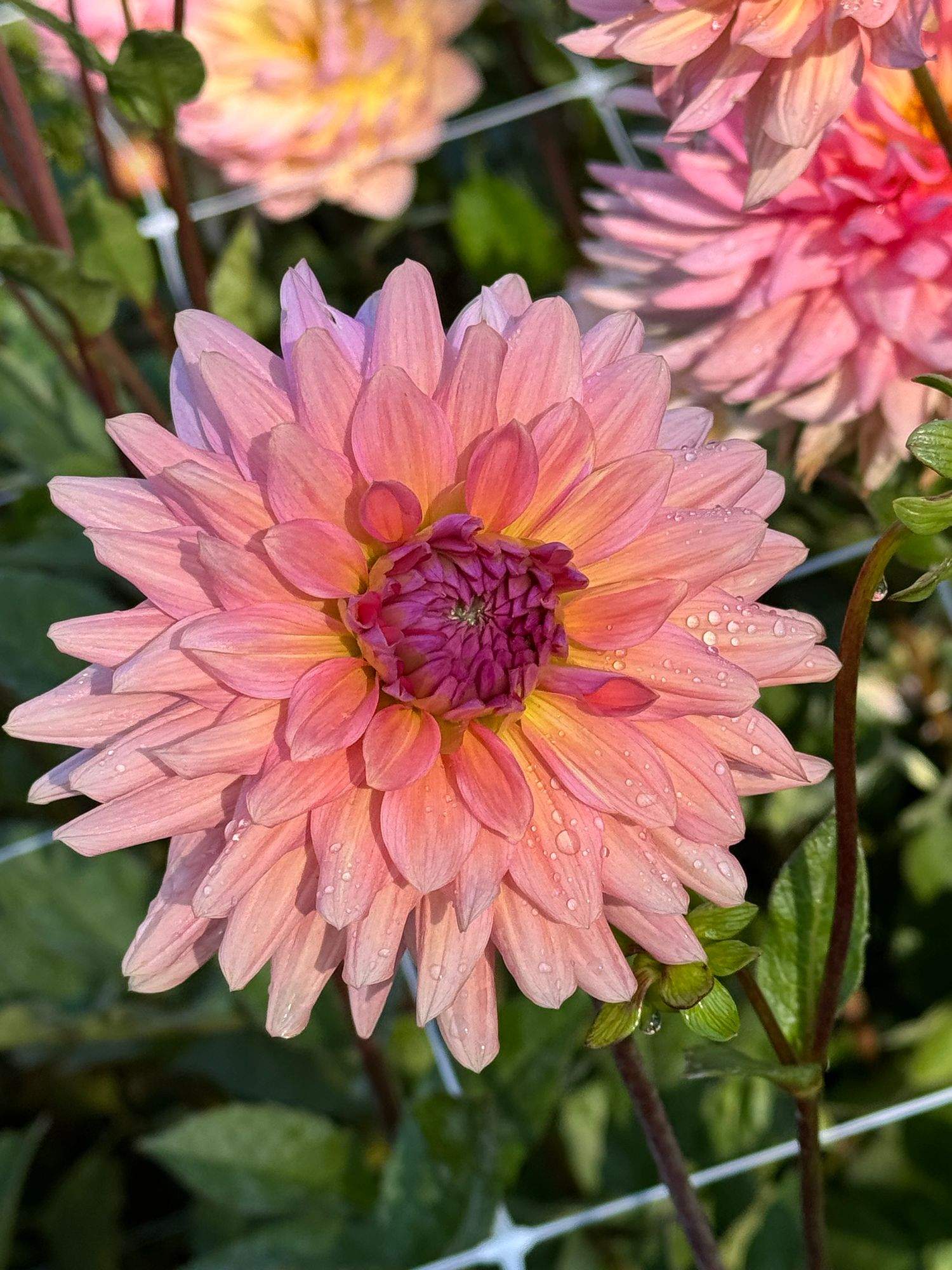 DAHLIA