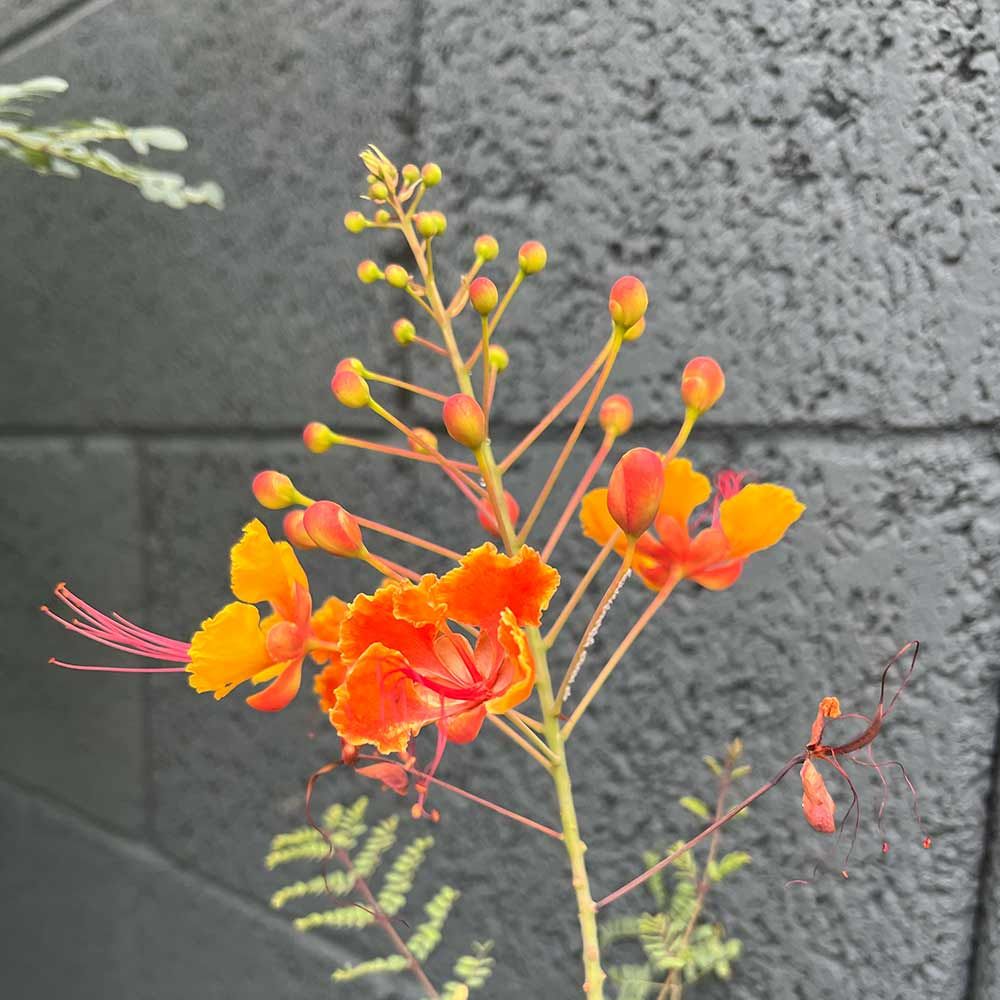 CAESALPINIA pulcherrima