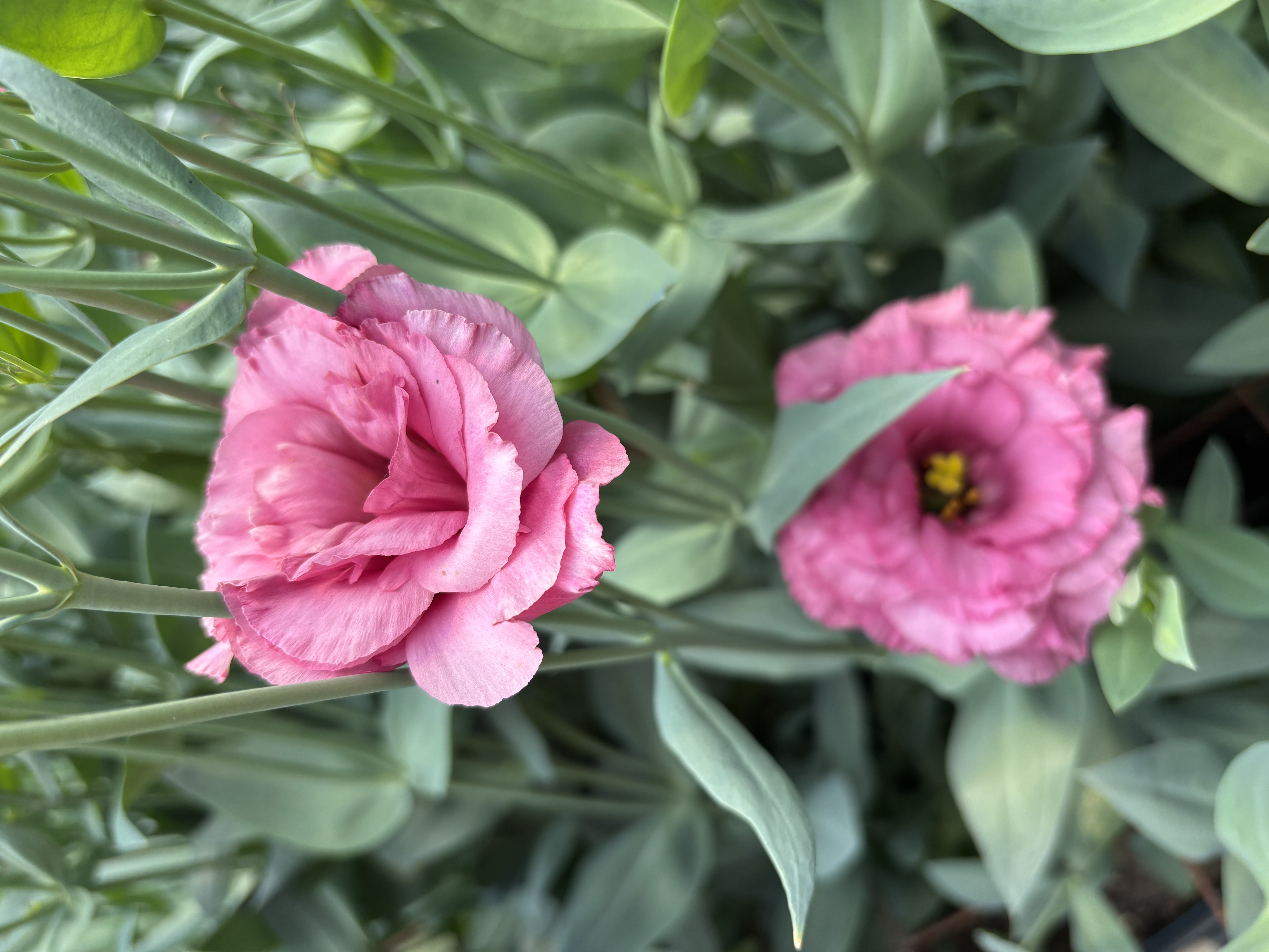 EUSTOMA grandiflorum ABC 3 Rose