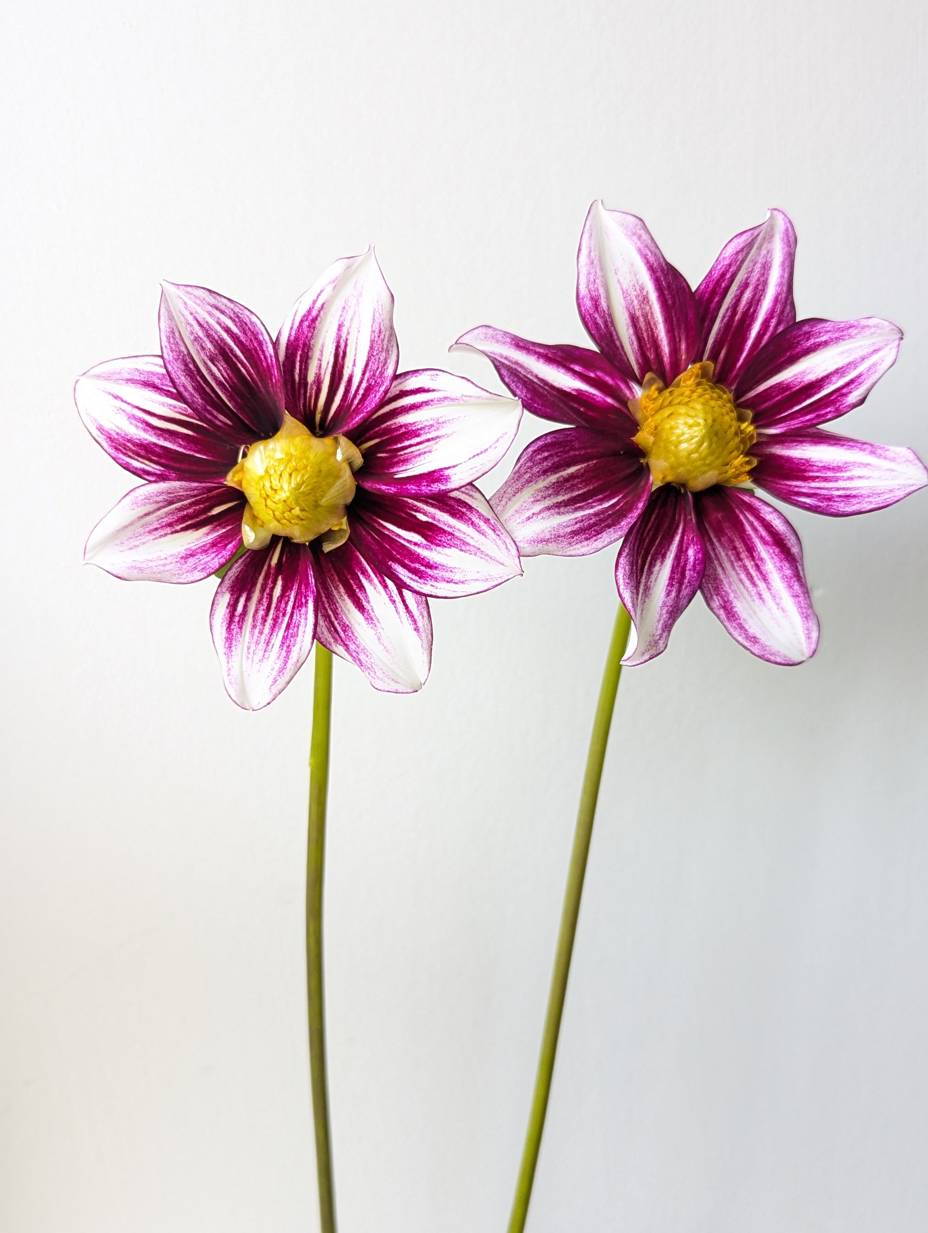 DAHLIA Collarette