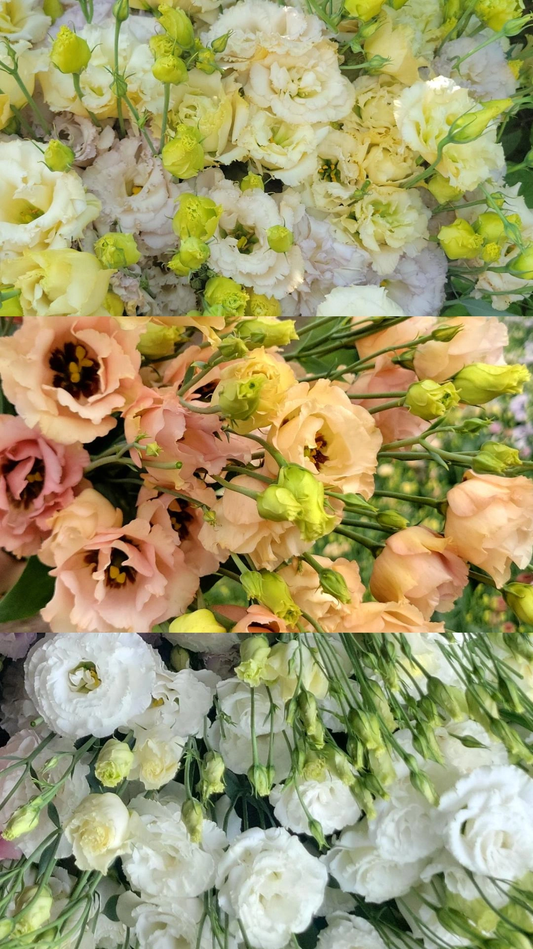 Lisianthus - Grower's Mix