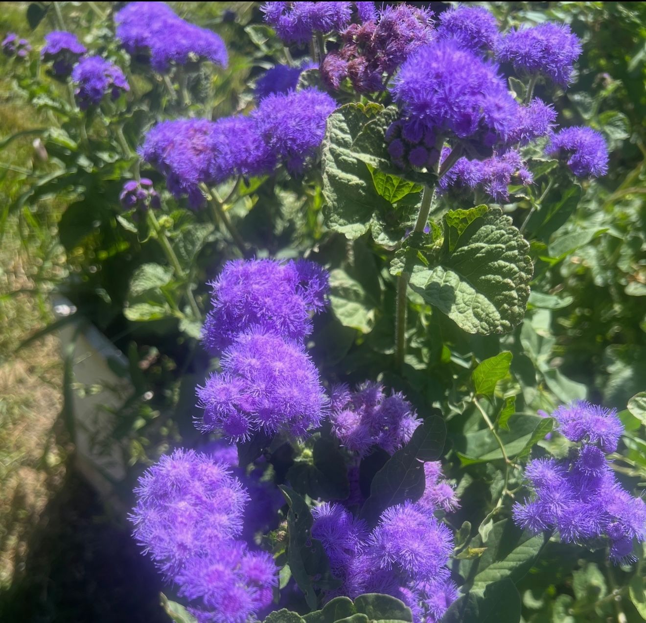 AGERATUM houstonianum Blue Horizon