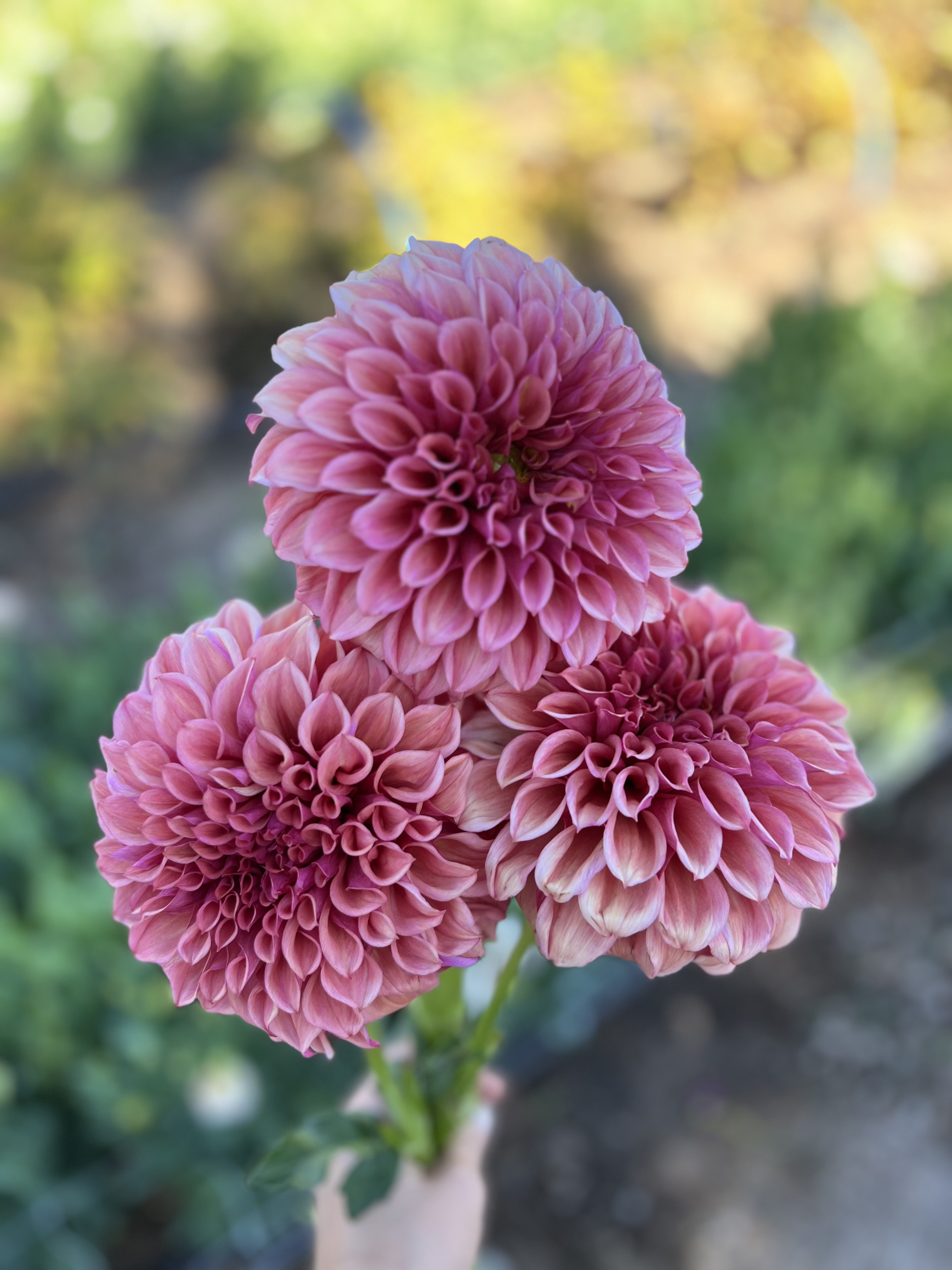 DAHLIA Orange Globe