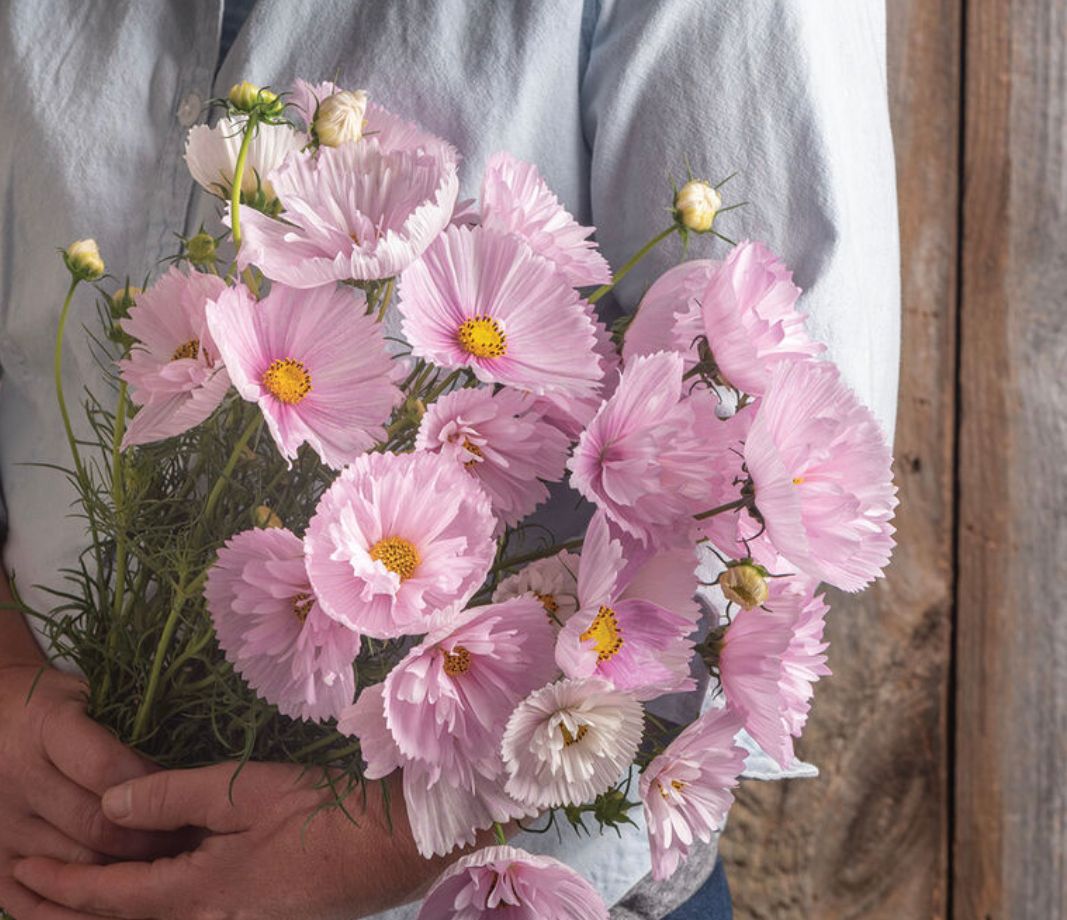 COSMOS bipinnatus Cupcakes
