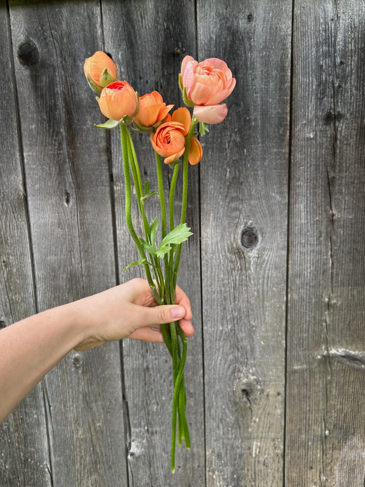 RANUNCULUS Amandine