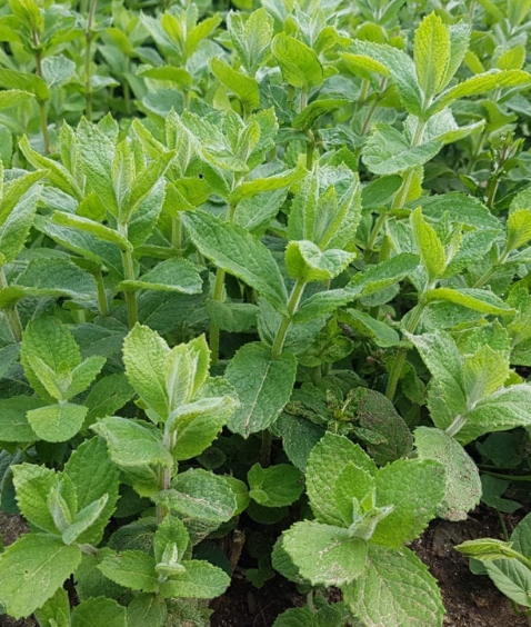 MENTHA suaveolens