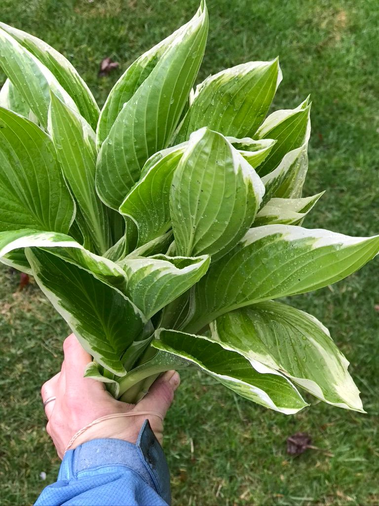 HOSTA elata