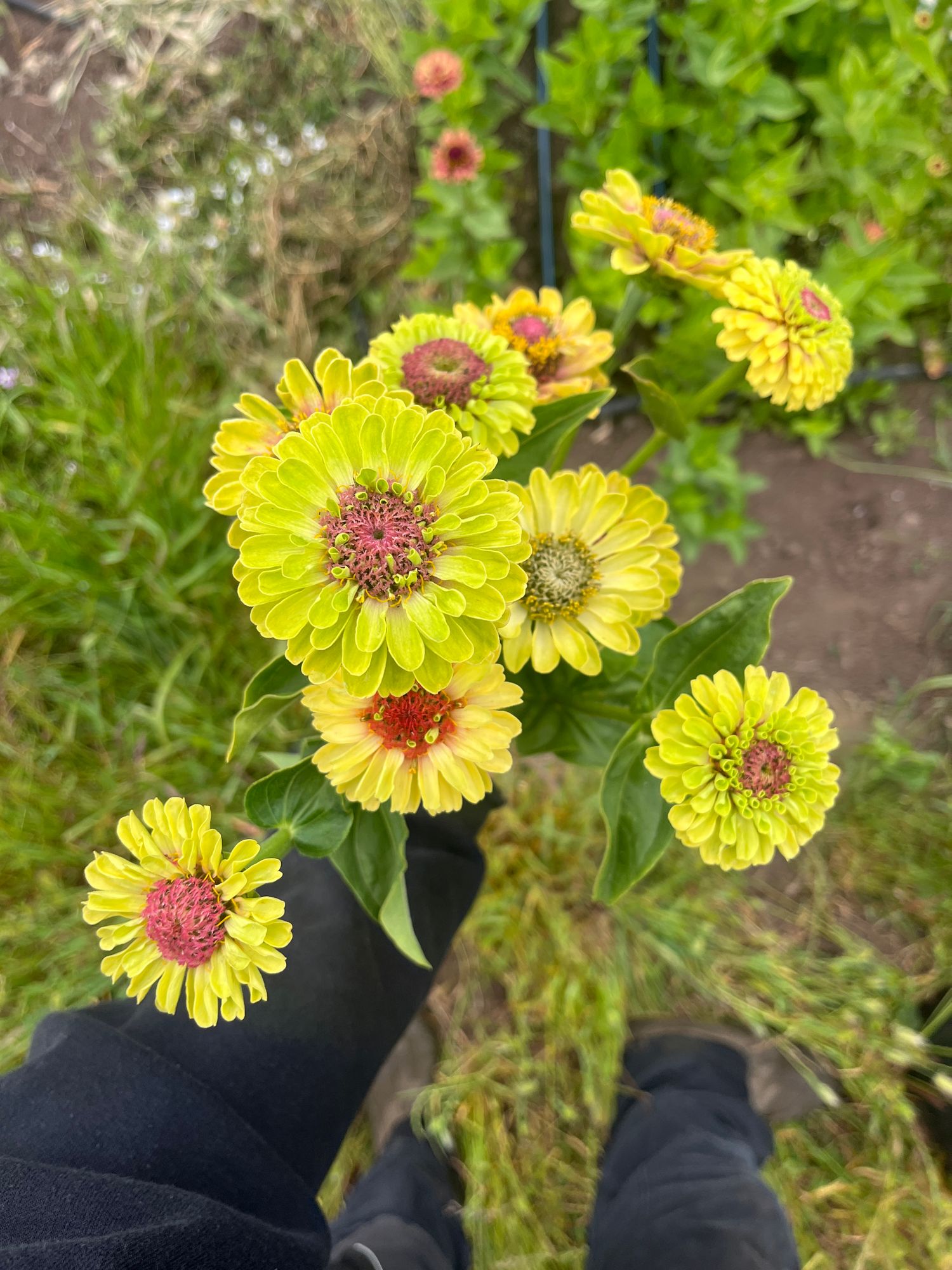ZINNIA