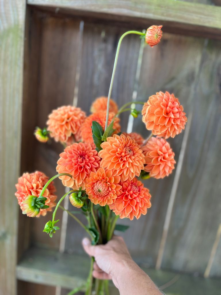 DAHLIA Maarn