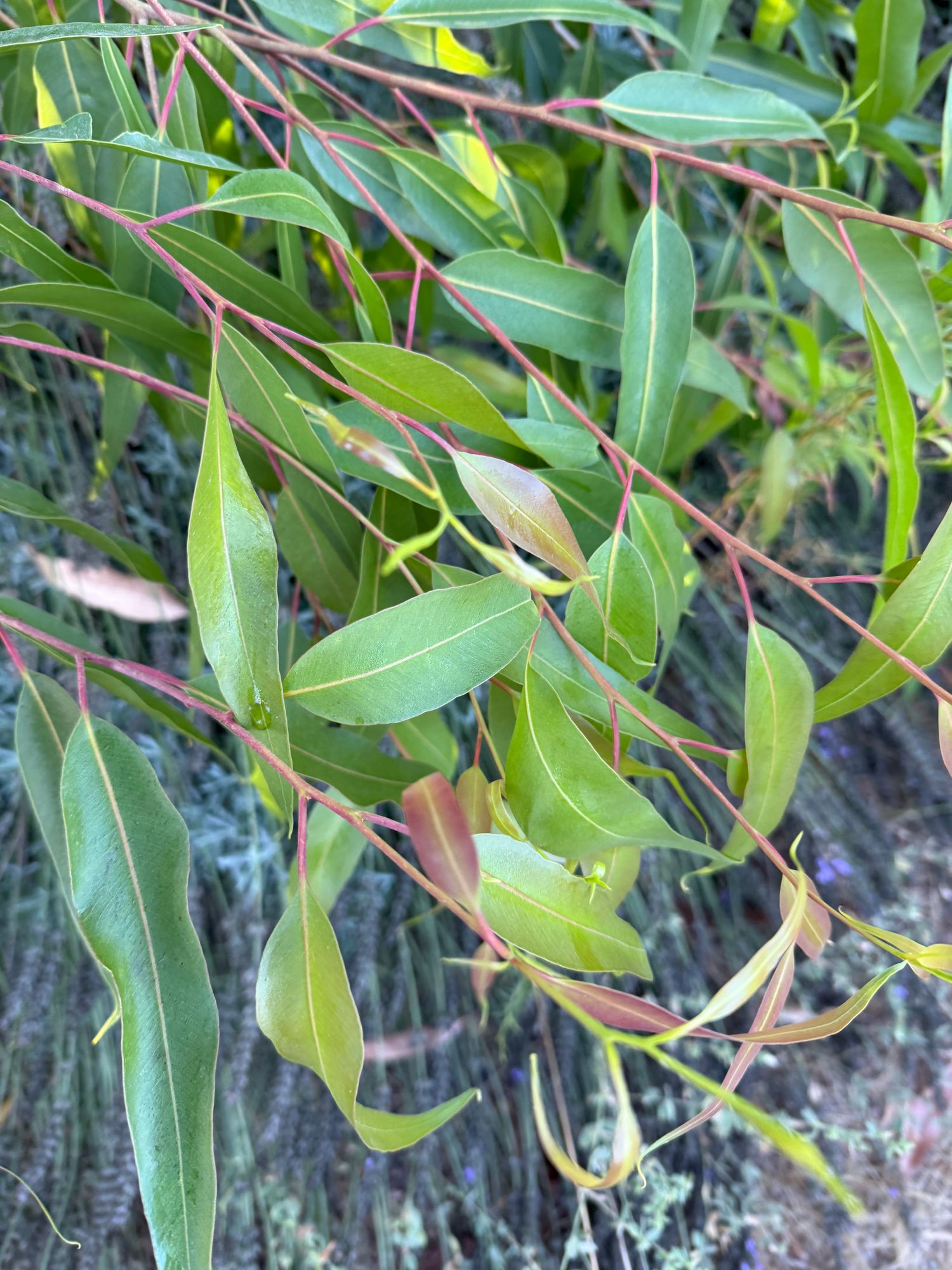 EUCALYPTUS citriodora Lemon Bush