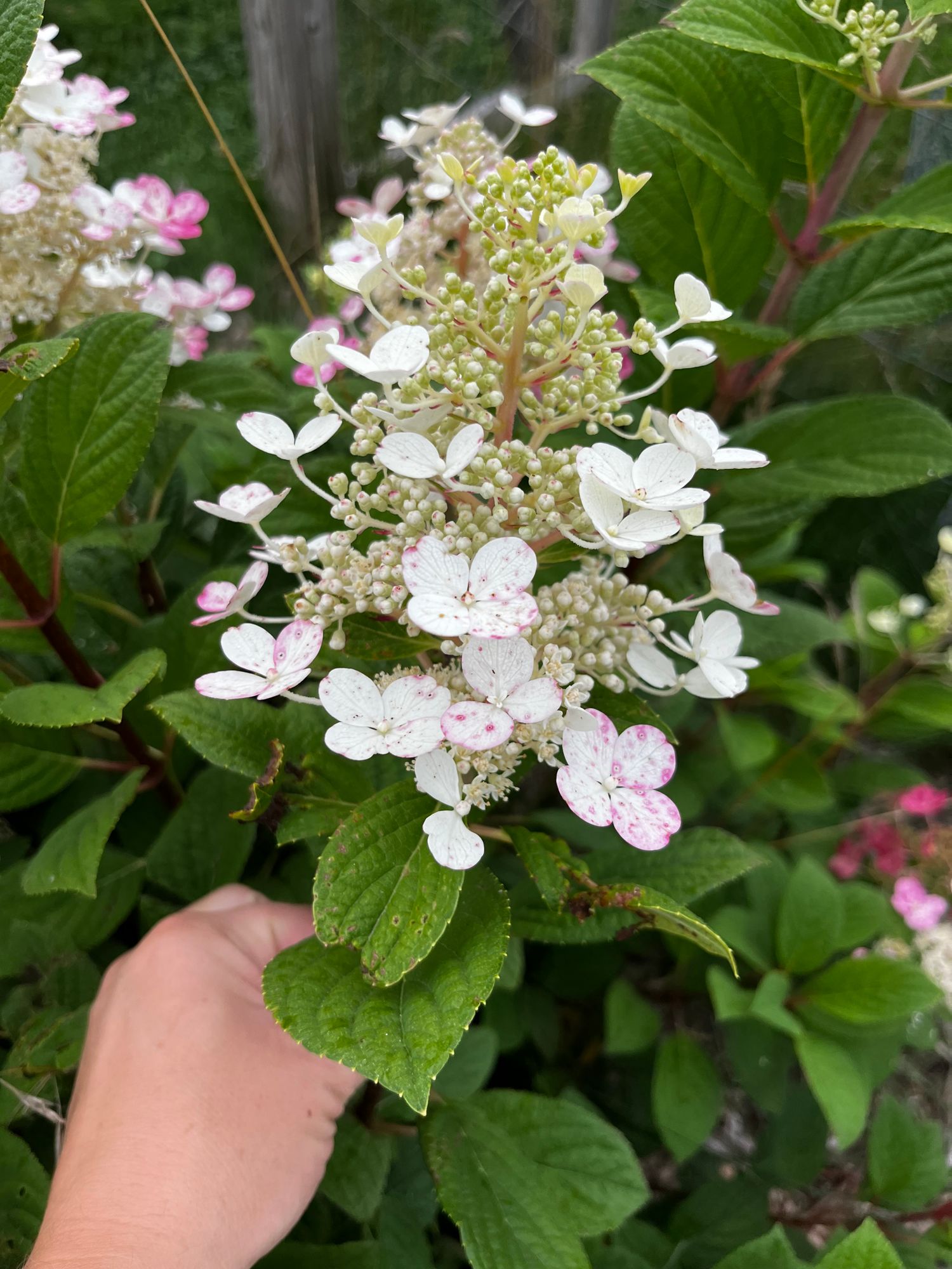 HYDRANGEA paniculata Quick Fire