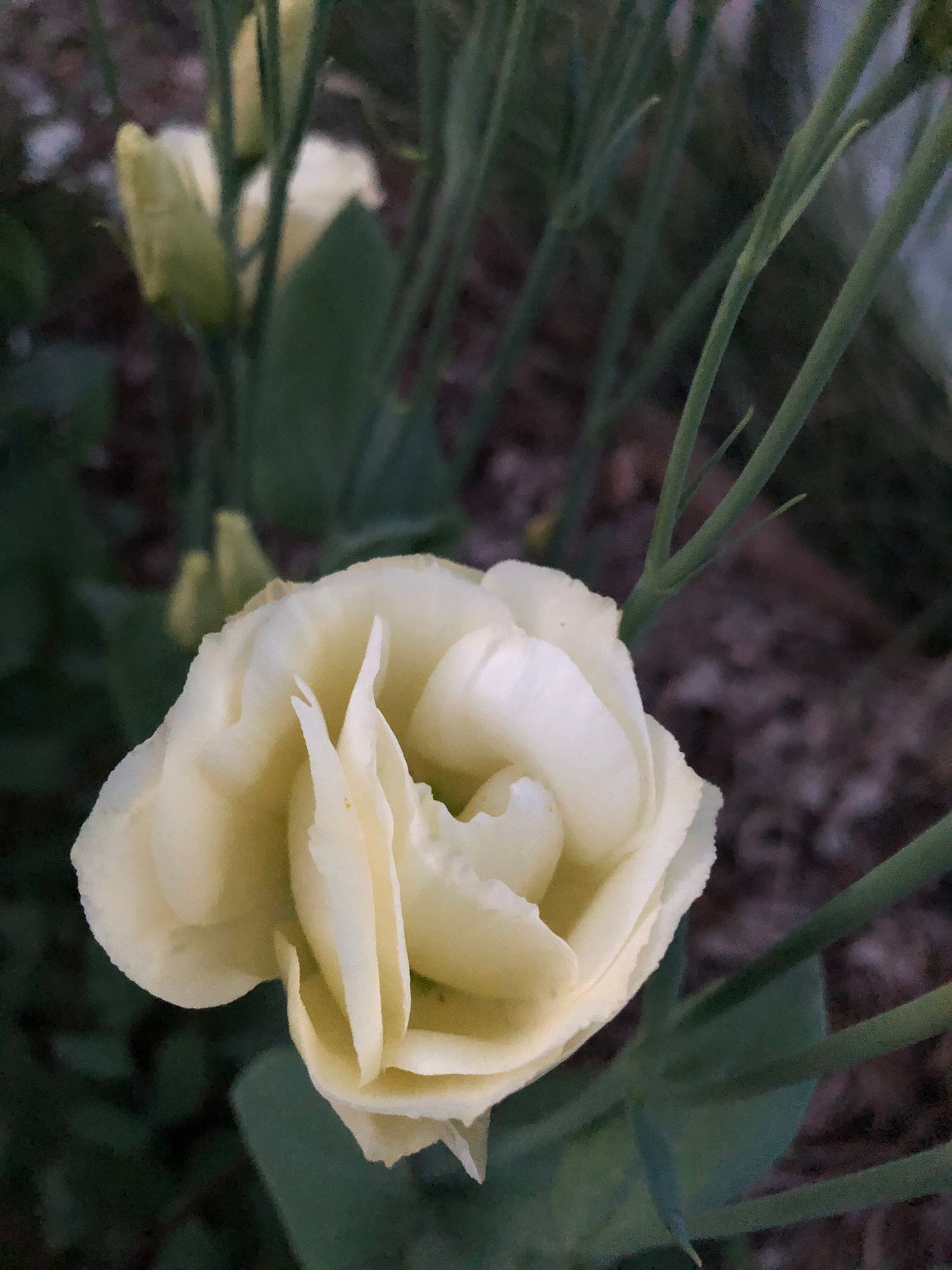 EUSTOMA grandiflorum