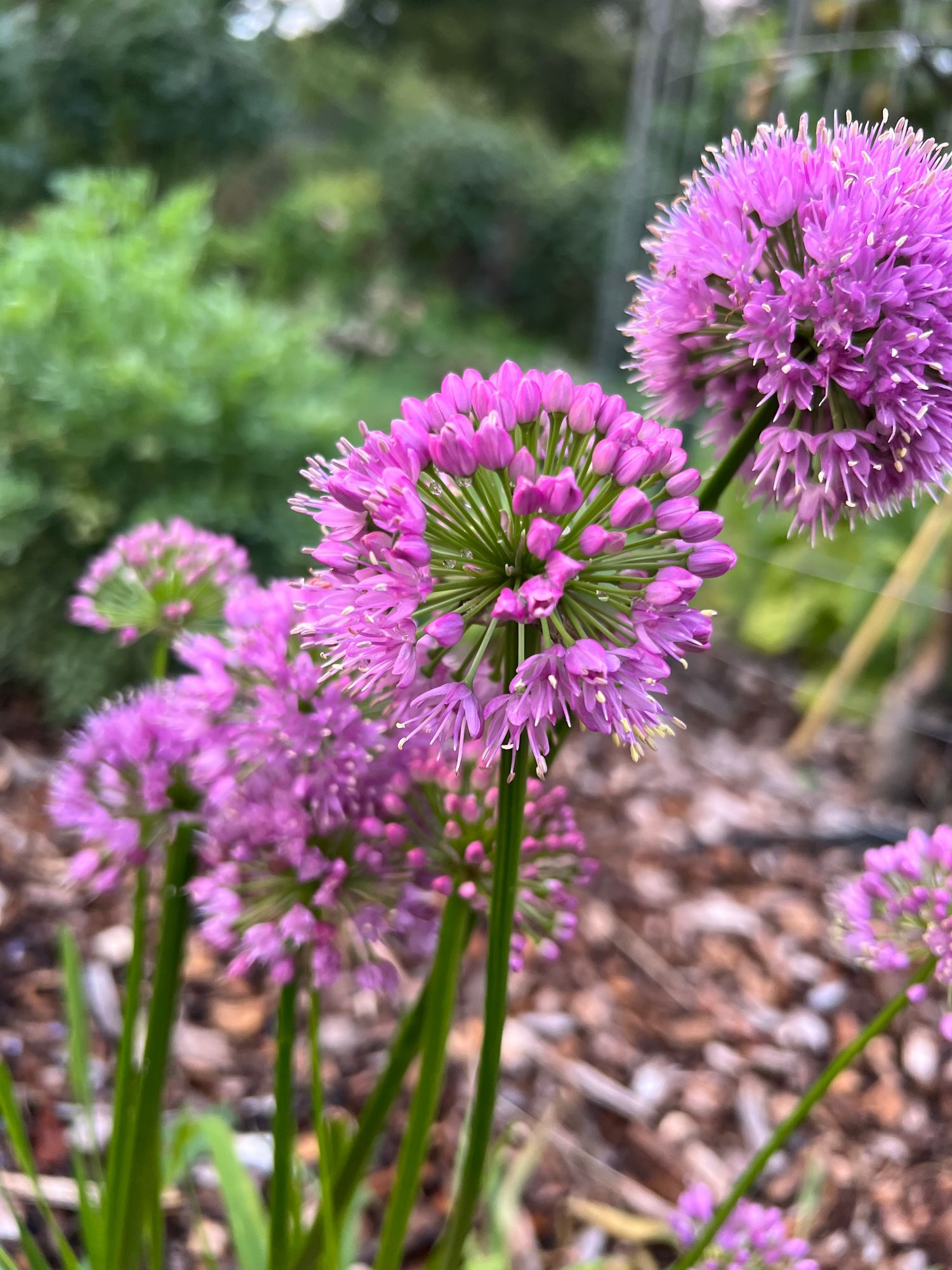 ALLIUM x Millenium