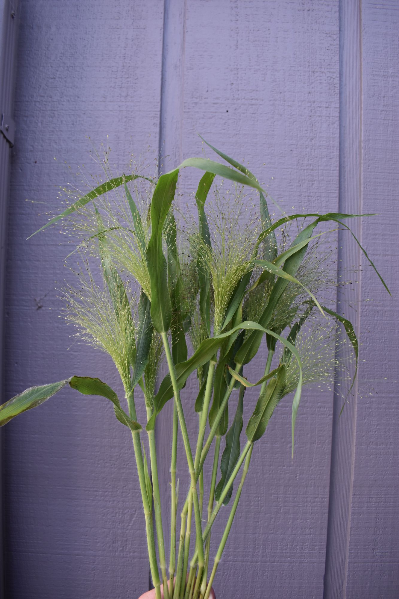 PANICUM elegans