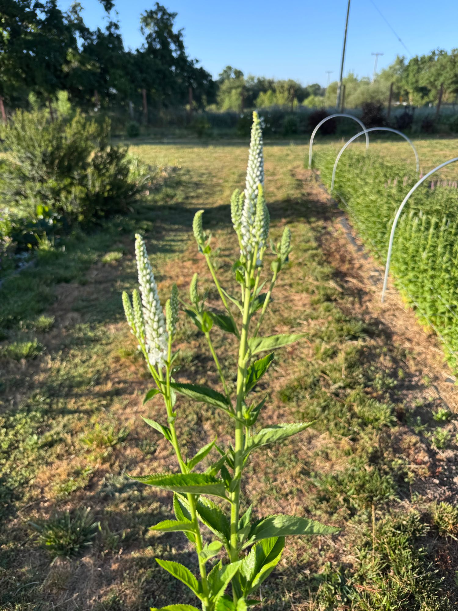VERONICA longifolia Skyler
