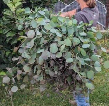 EUCALYPTUS