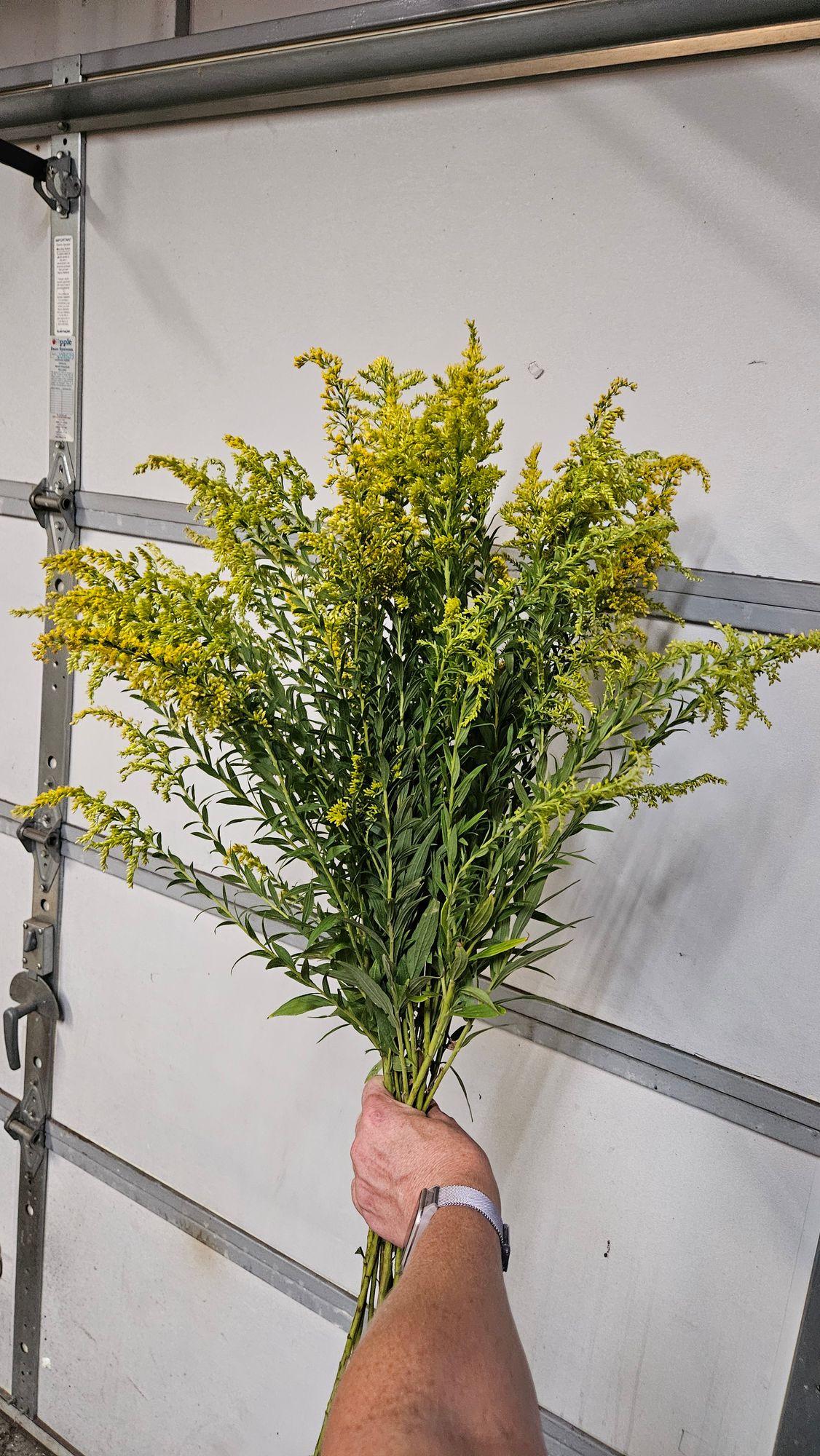 SOLIDAGO