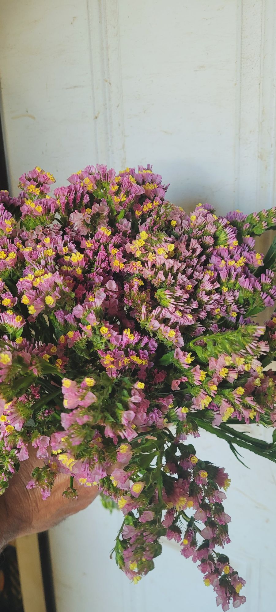 LIMONIUM sinuatum Forever Happy