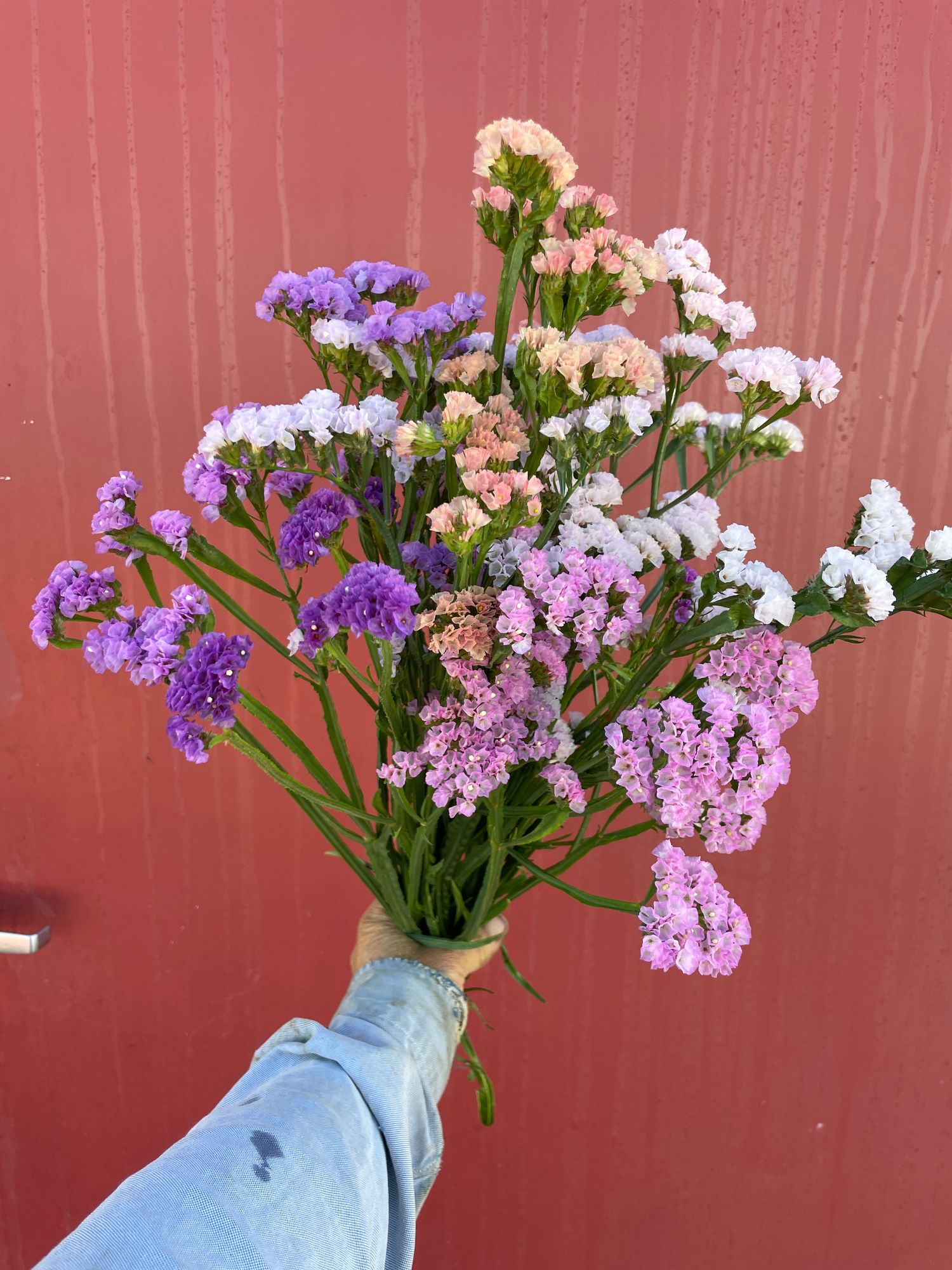 LIMONIUM sinuatum