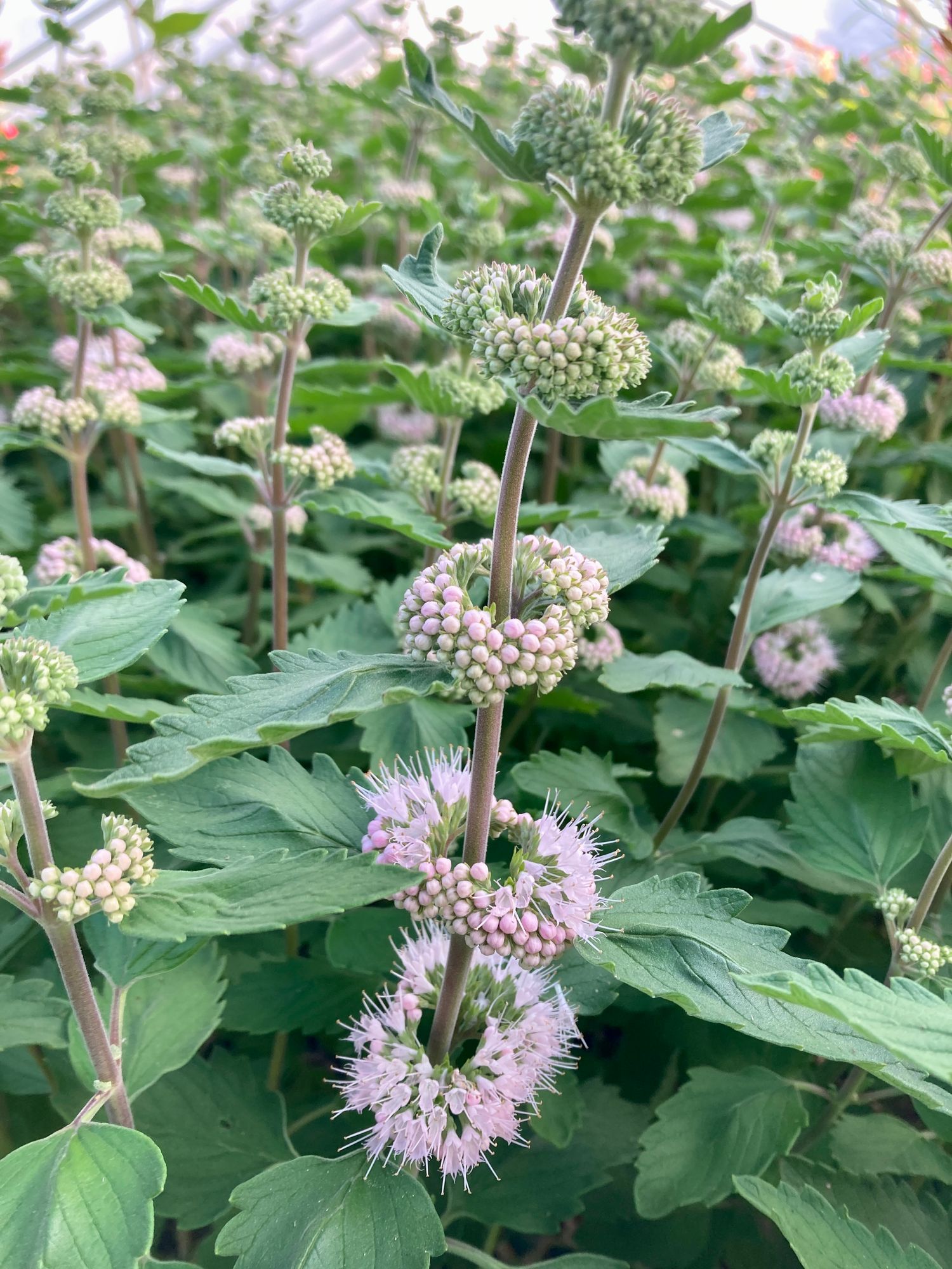 CARYOPTERIS incana Pagoda Blush