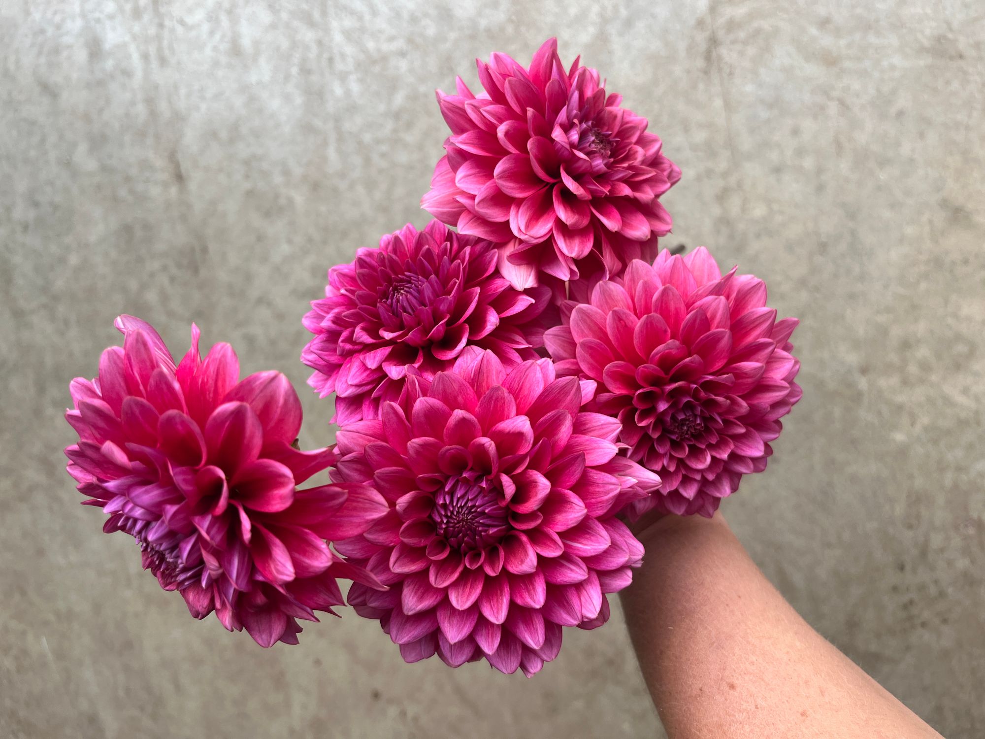 DAHLIA Pink Sylvia