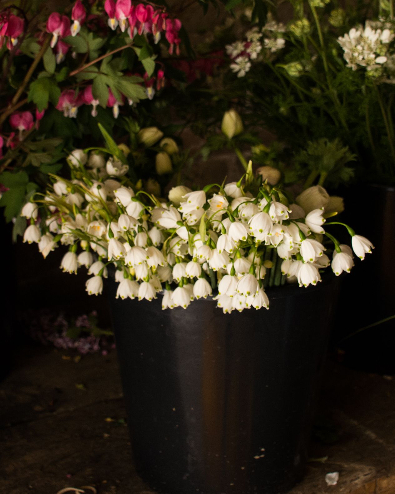 LEUCOJUM aestivum Gravetye Giant