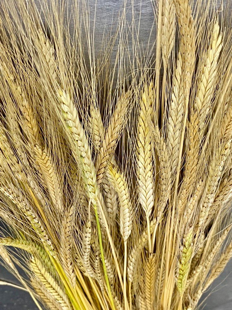 TRITICUM monococcum