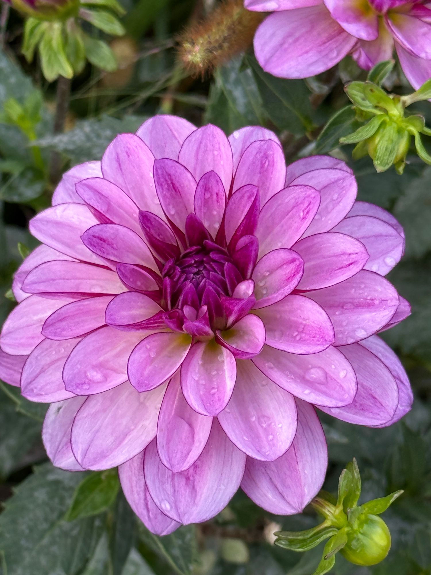 DAHLIA Seduction