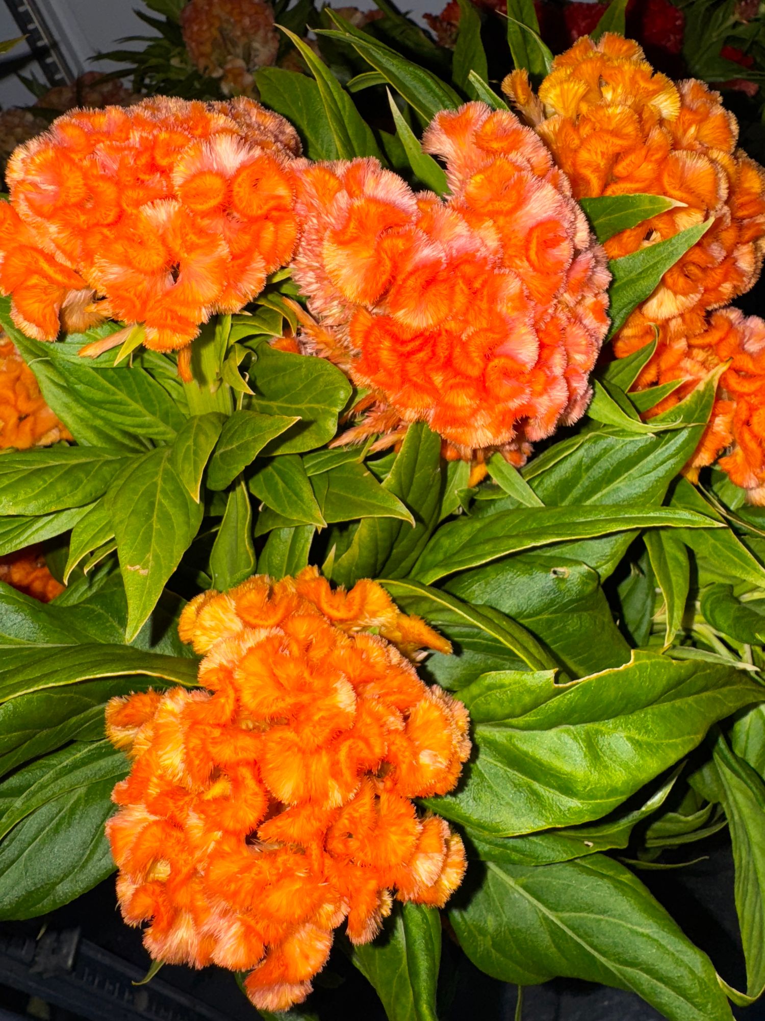 CELOSIA argentea var. cristata Orange Queen Improved