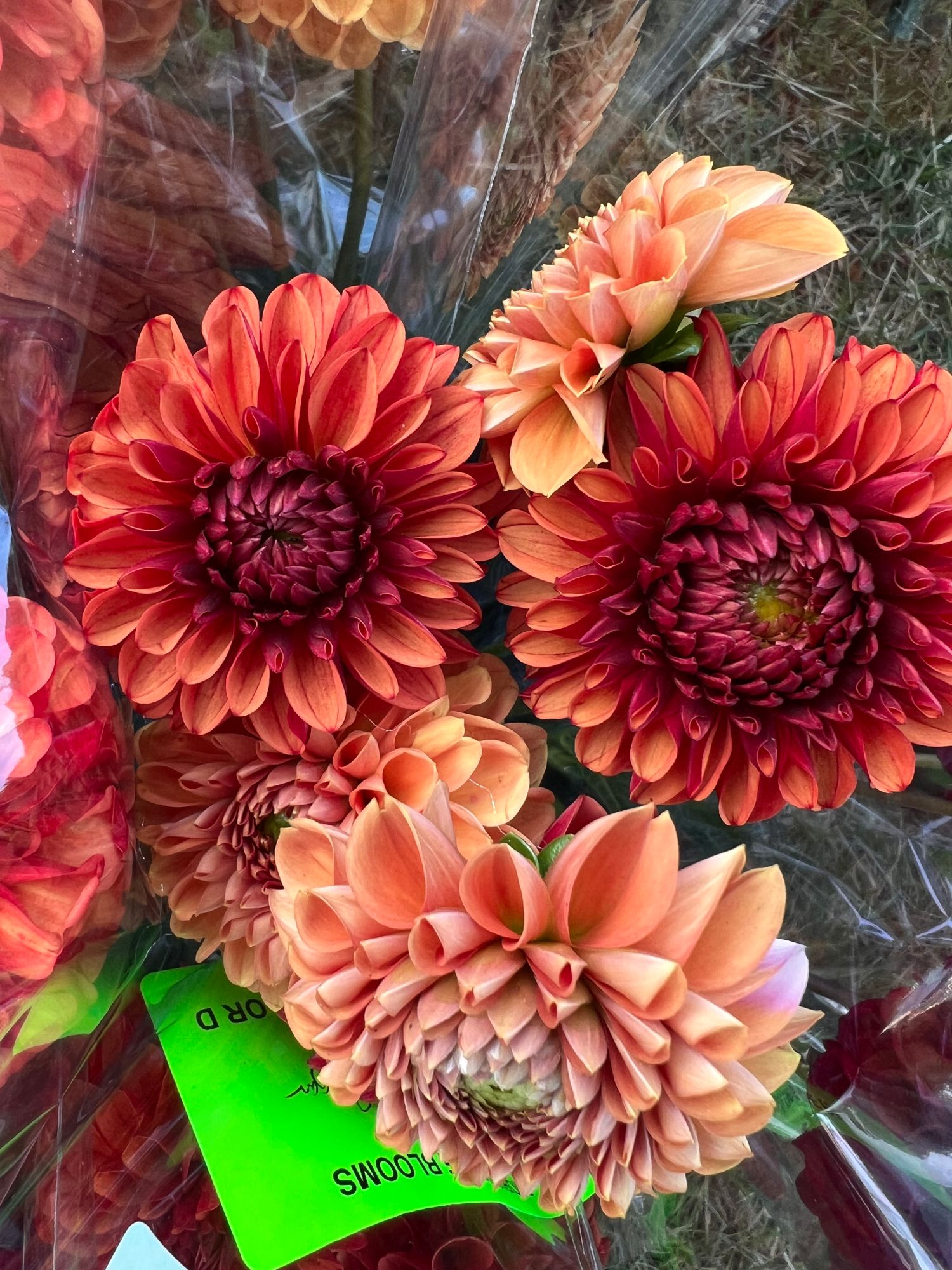 DAHLIA