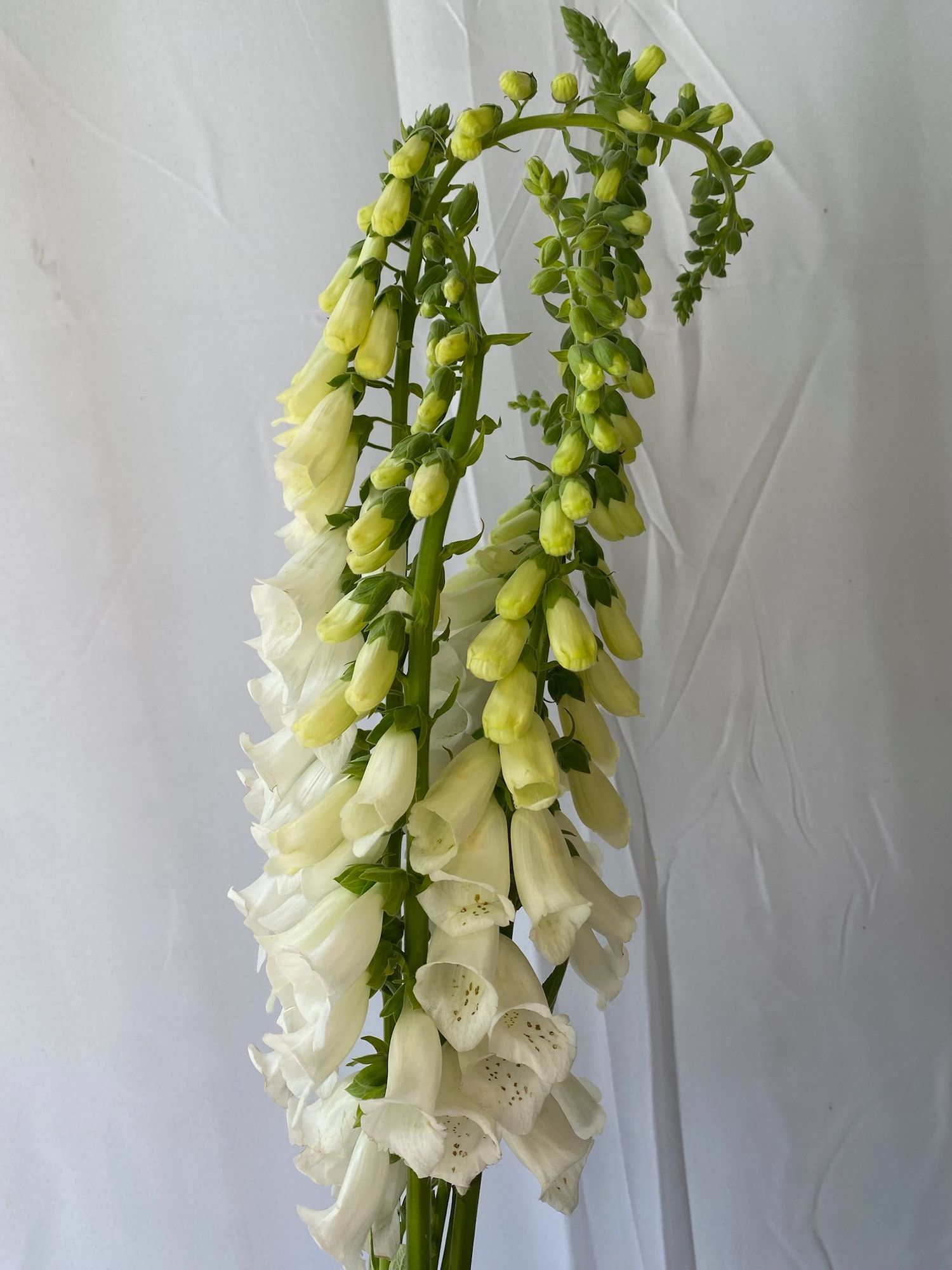 DIGITALIS purpurea Alba