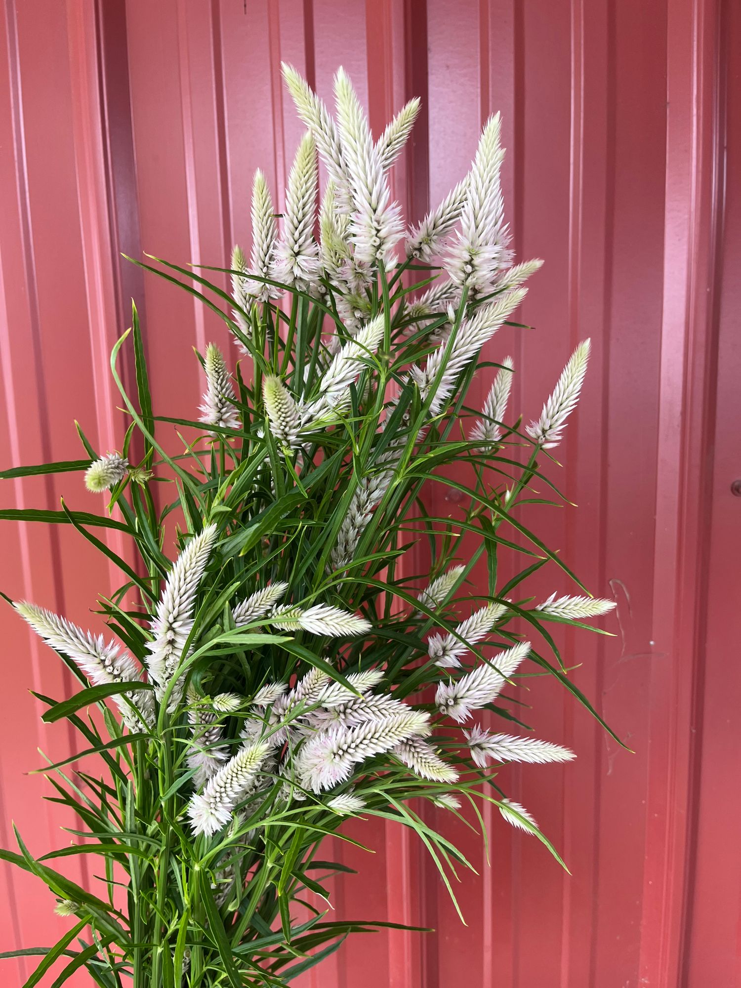 CELOSIA argentea spicata Flamingo Feather