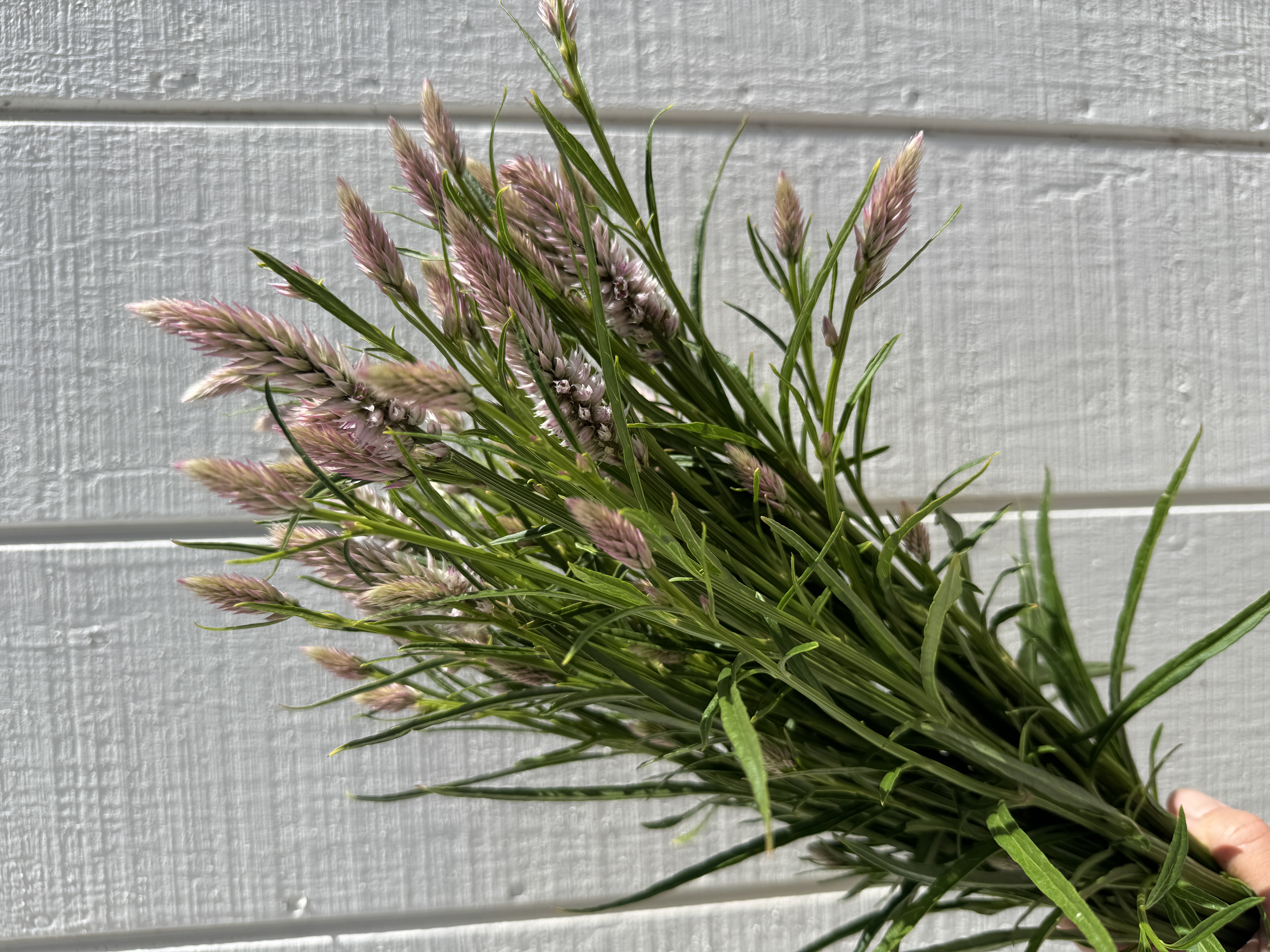 CELOSIA argentea spicata Flamingo Feather