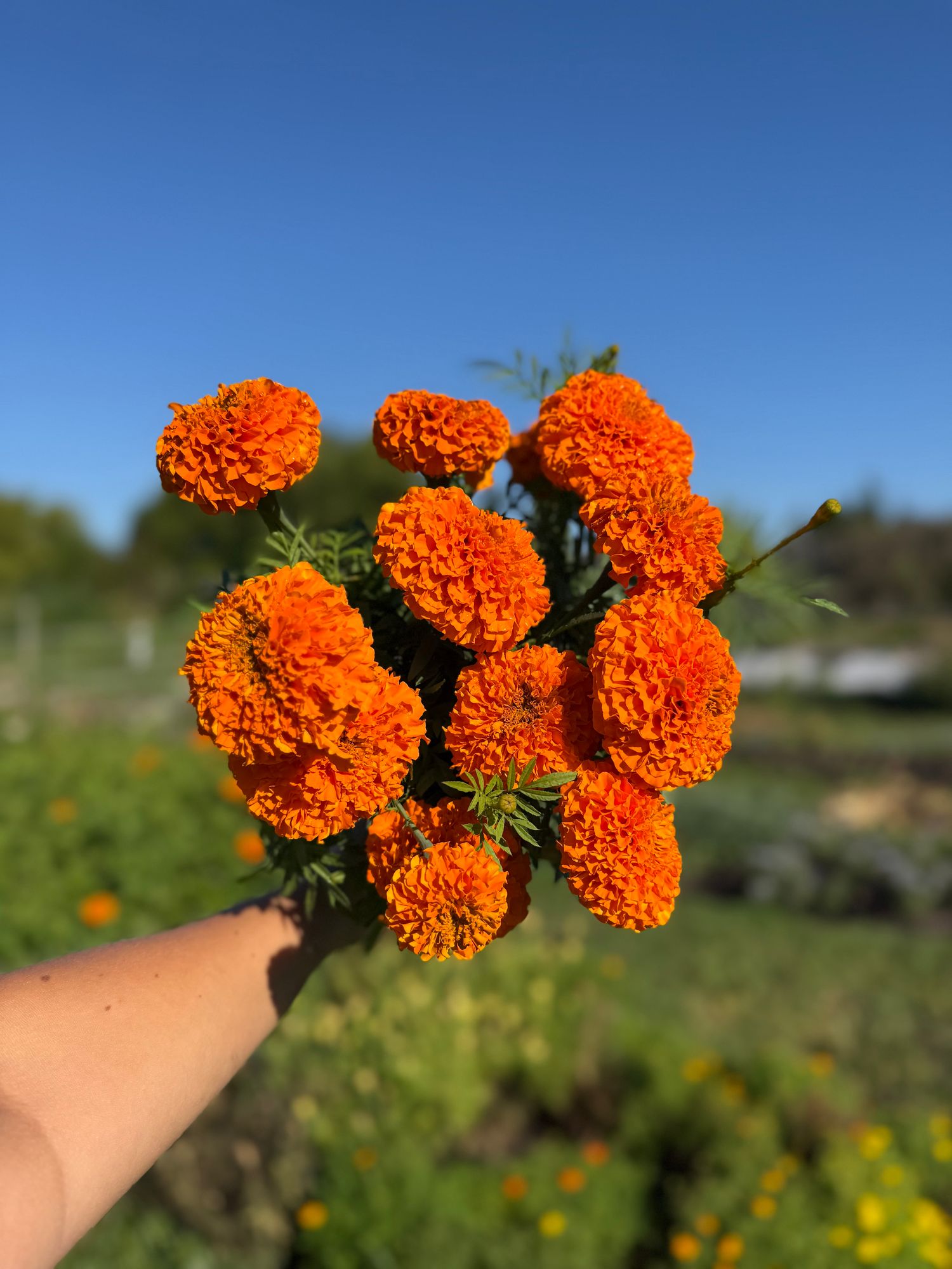 TAGETES erecta Xochi Orange