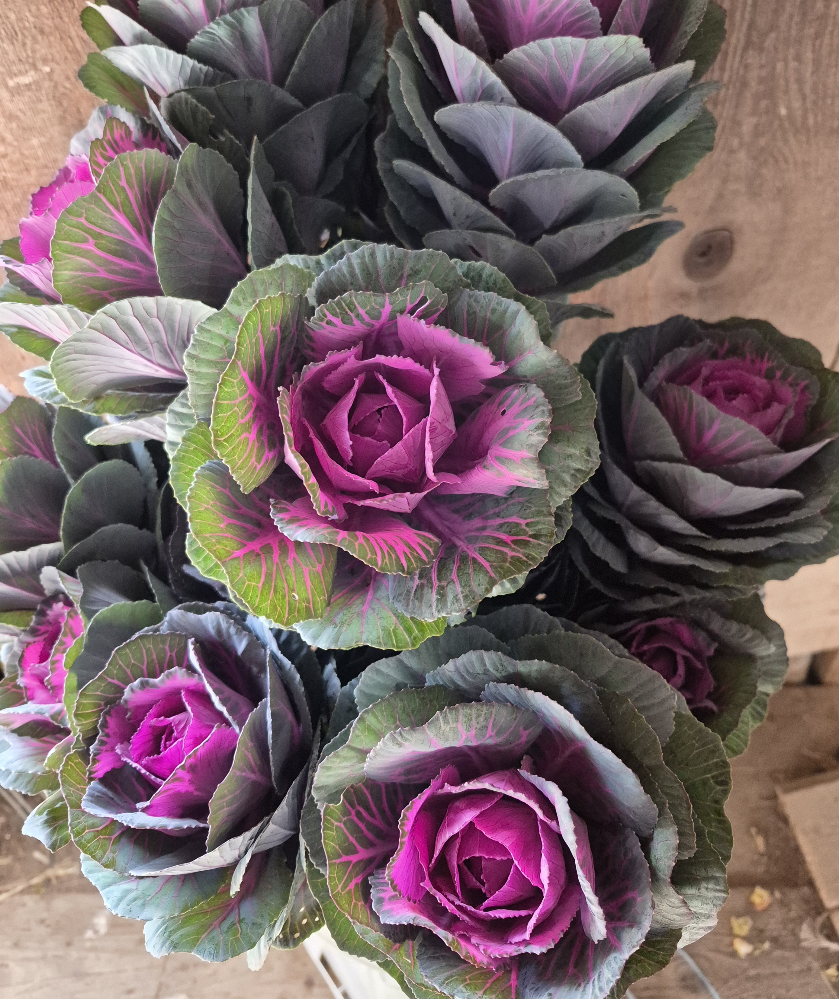 BRASSICA oleracea Crane Red