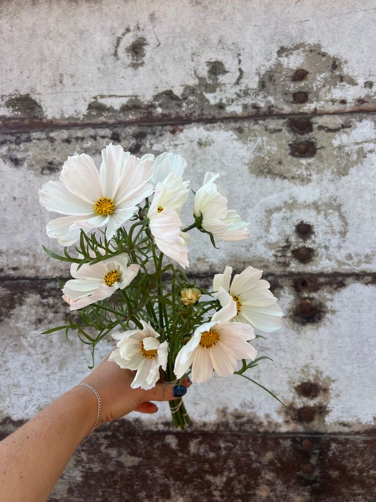 COSMOS bipinnatus