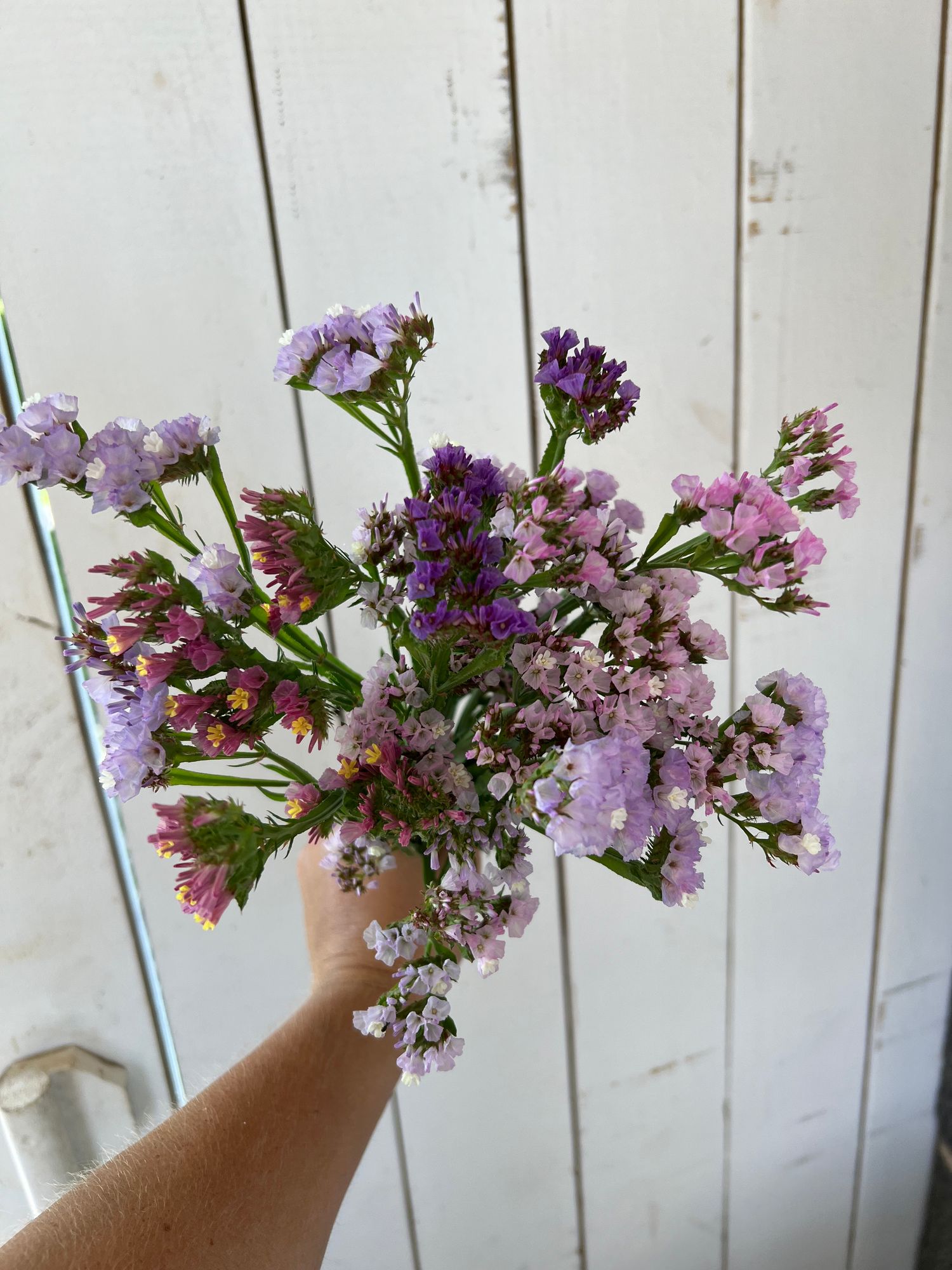 LIMONIUM sinuatum Pastel