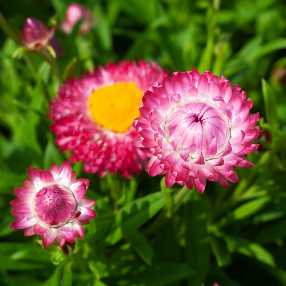 XEROCHRYSUM bracteatum Monstrosum