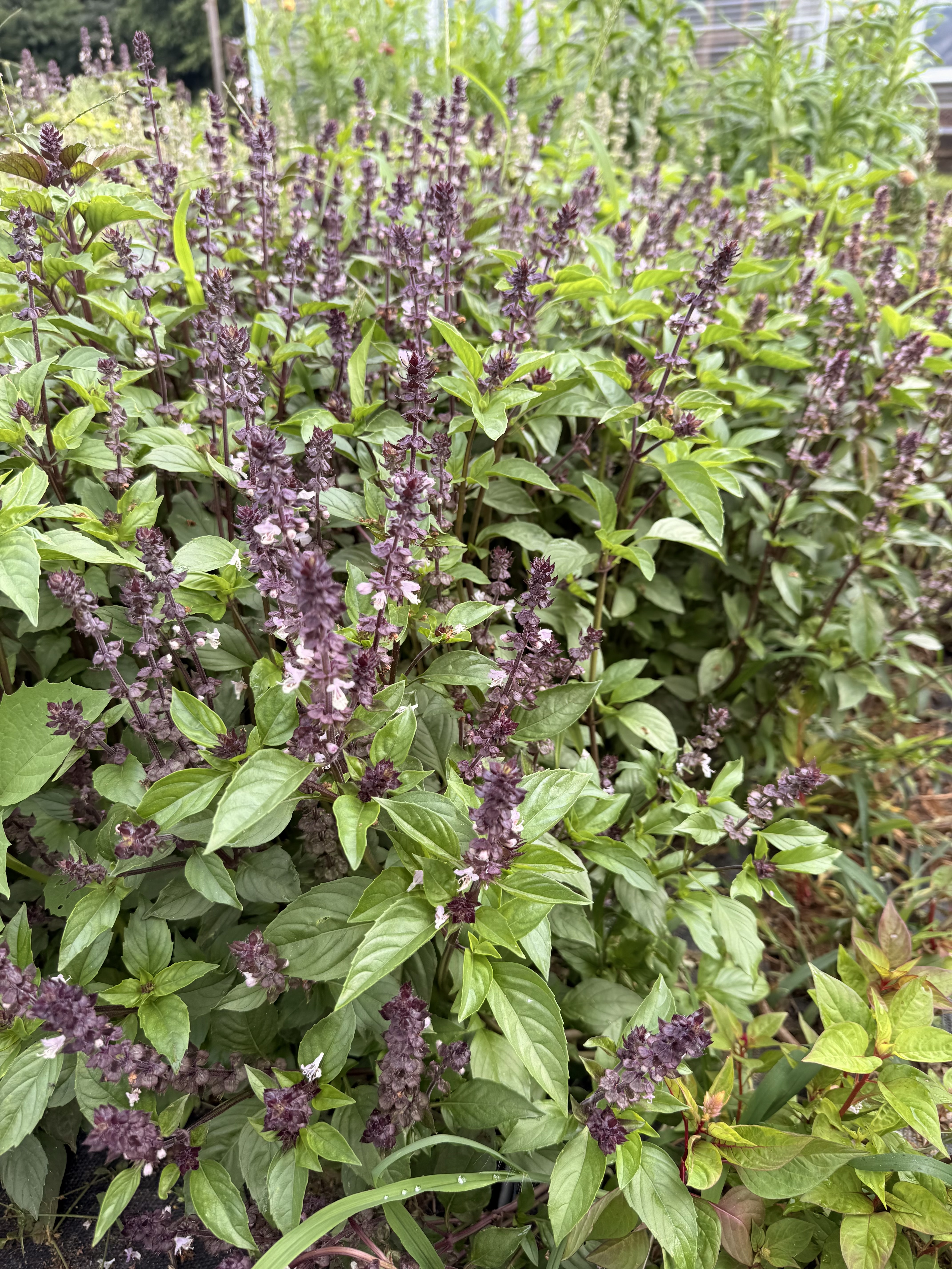 OCIMUM basilicum Cinnamon