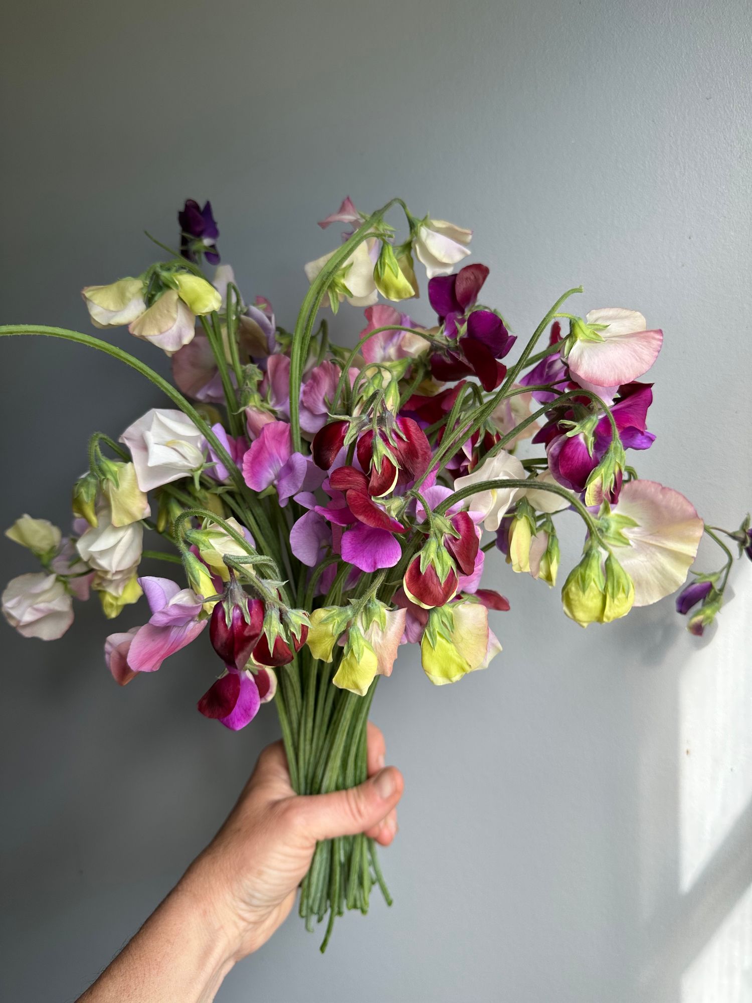 LATHYRUS odoratus