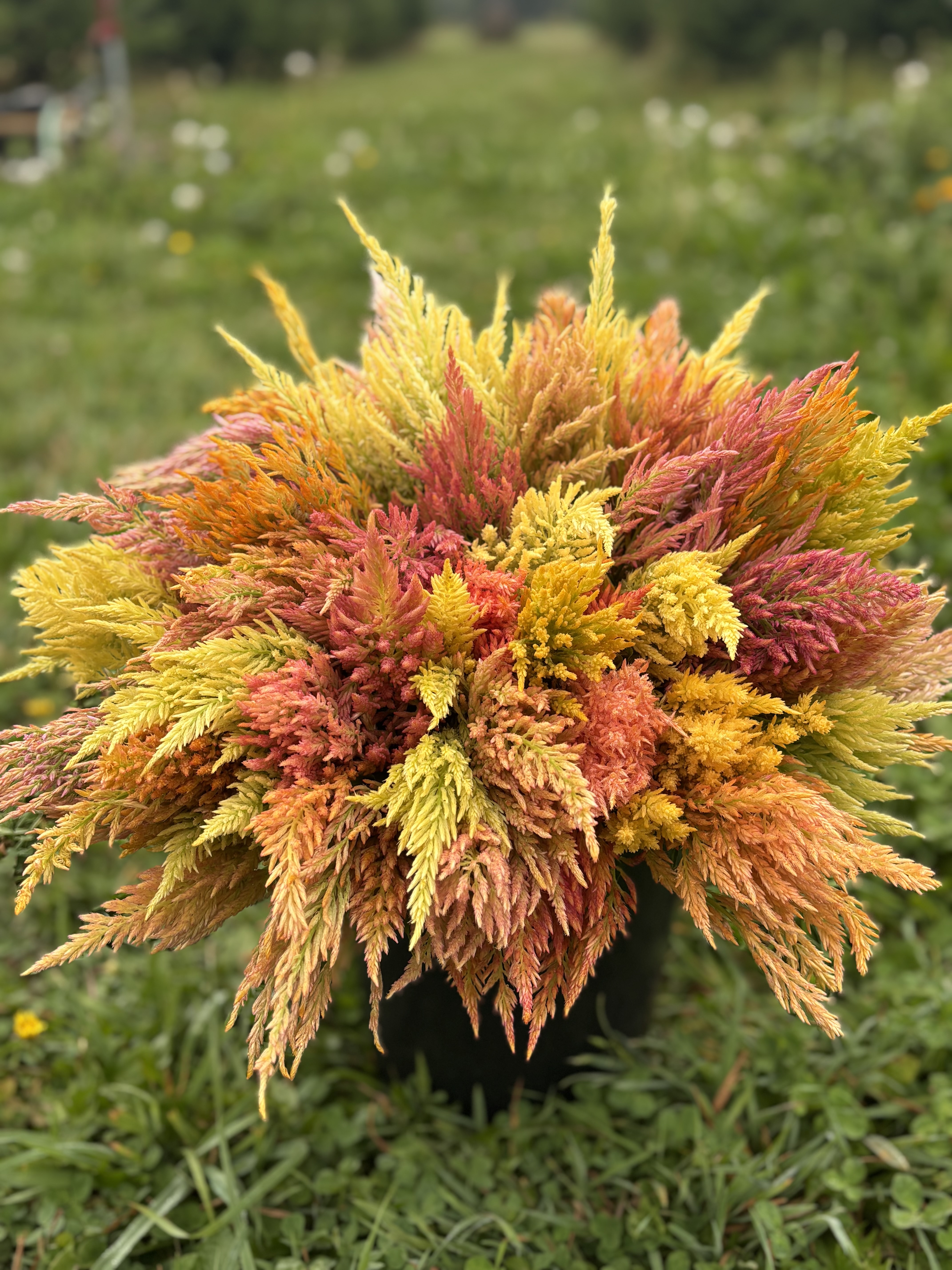 CELOSIA argentea var. spicata Shimmer