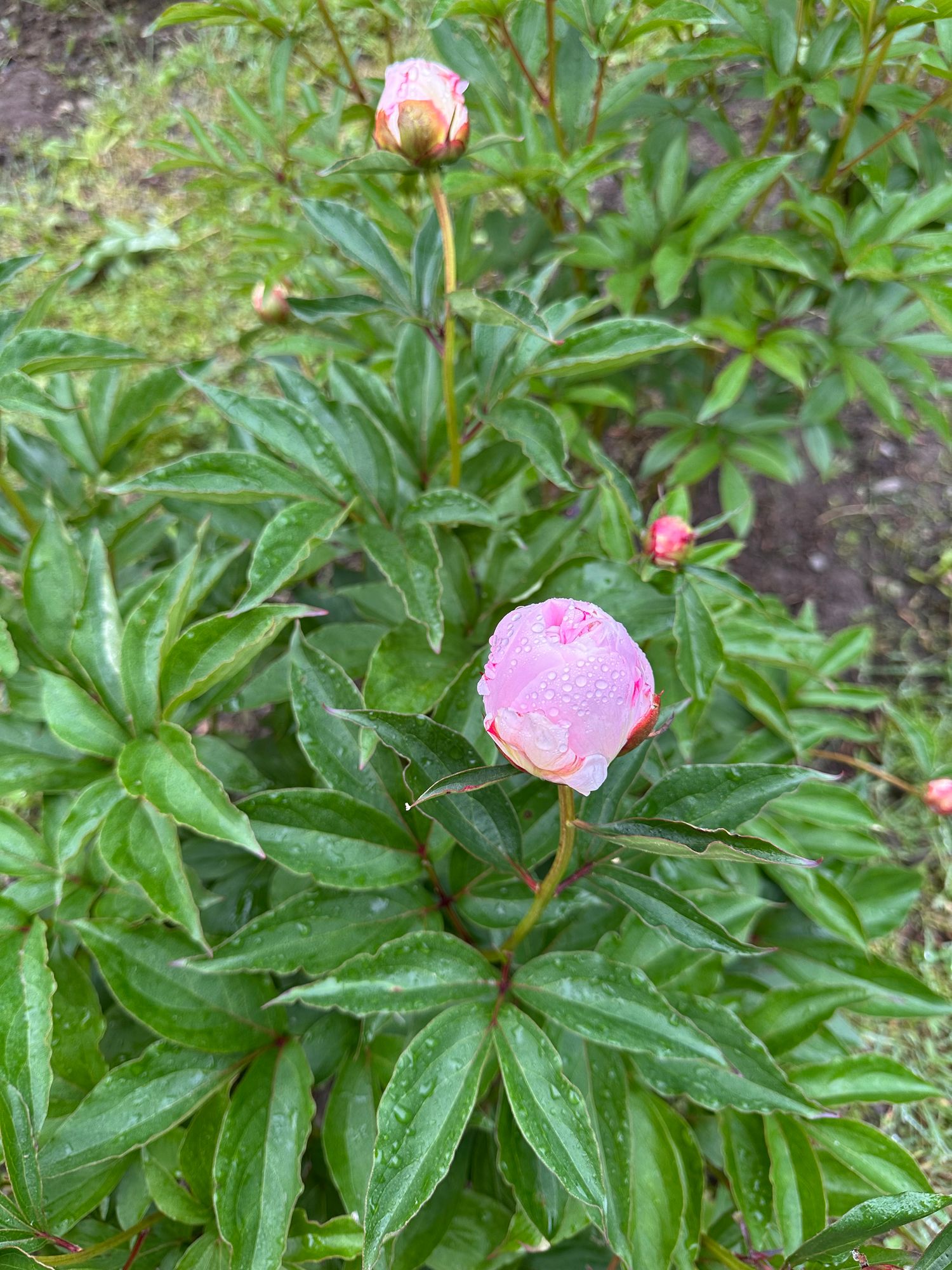 PAEONIA