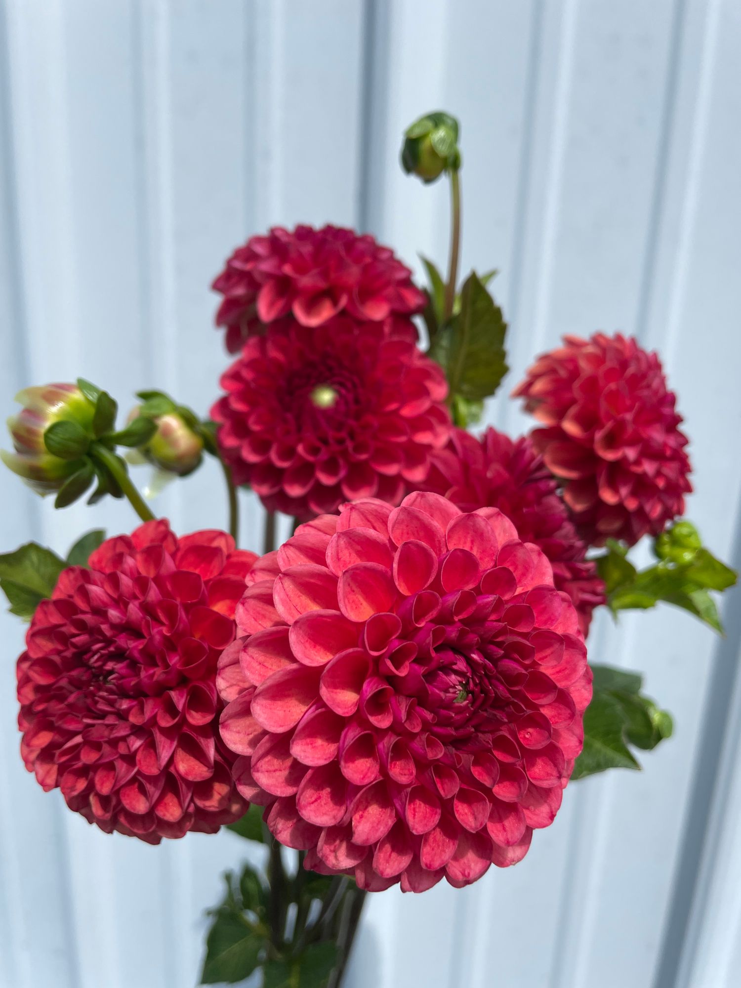 DAHLIA Valley Rust Bucket