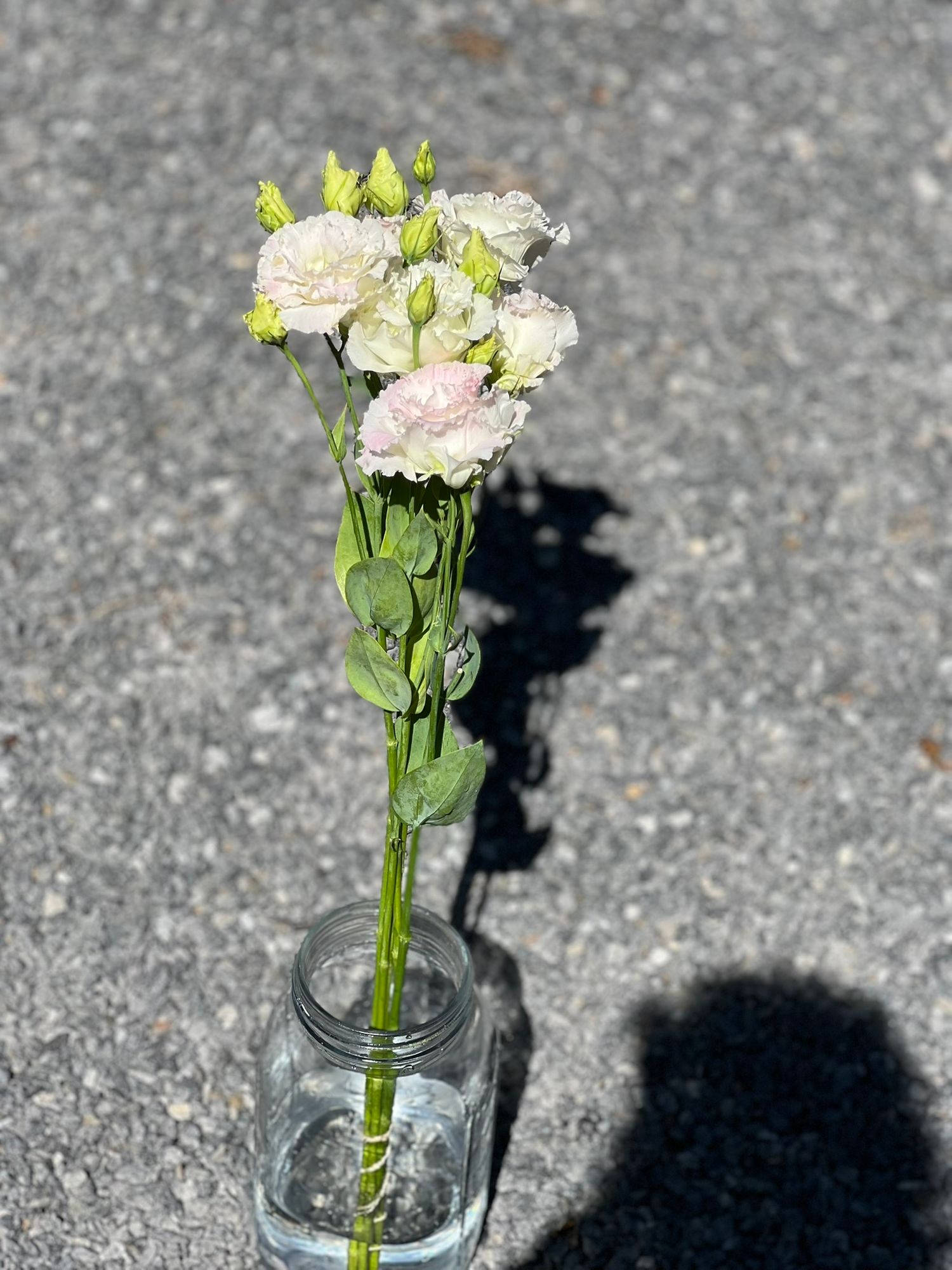 EUSTOMA grandiflorum