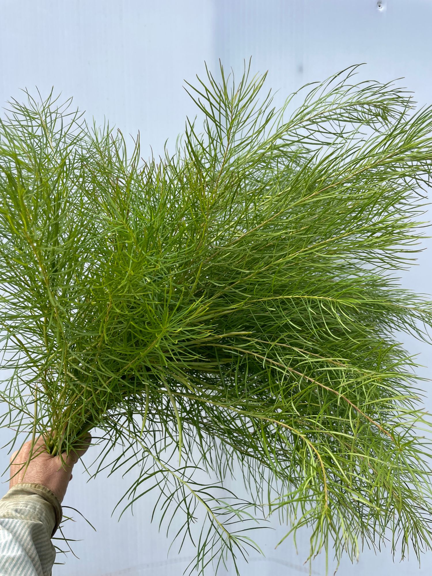 AMSONIA hubrichtii