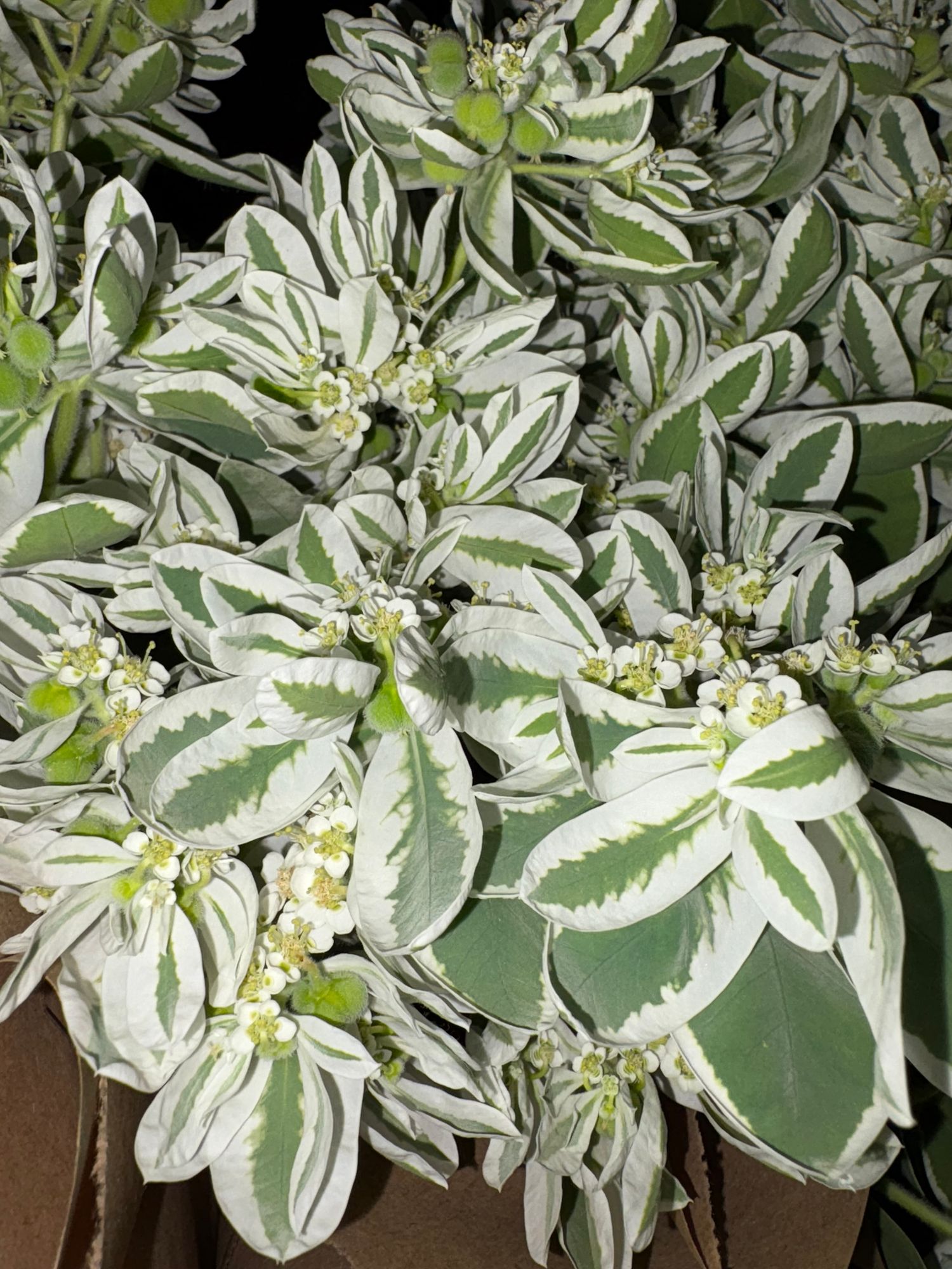 EUPHORBIA characias