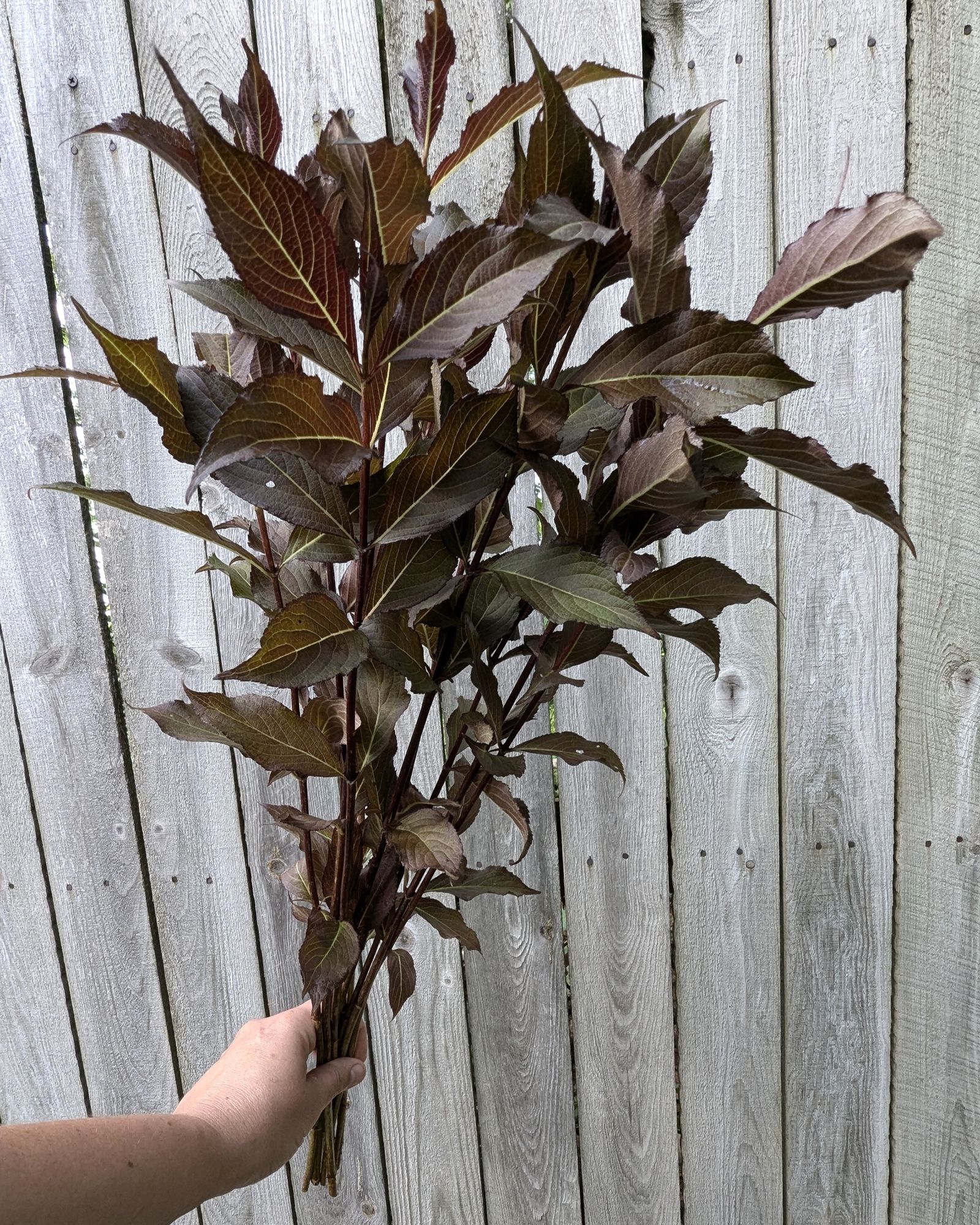 WEIGELA florida Wine and Roses