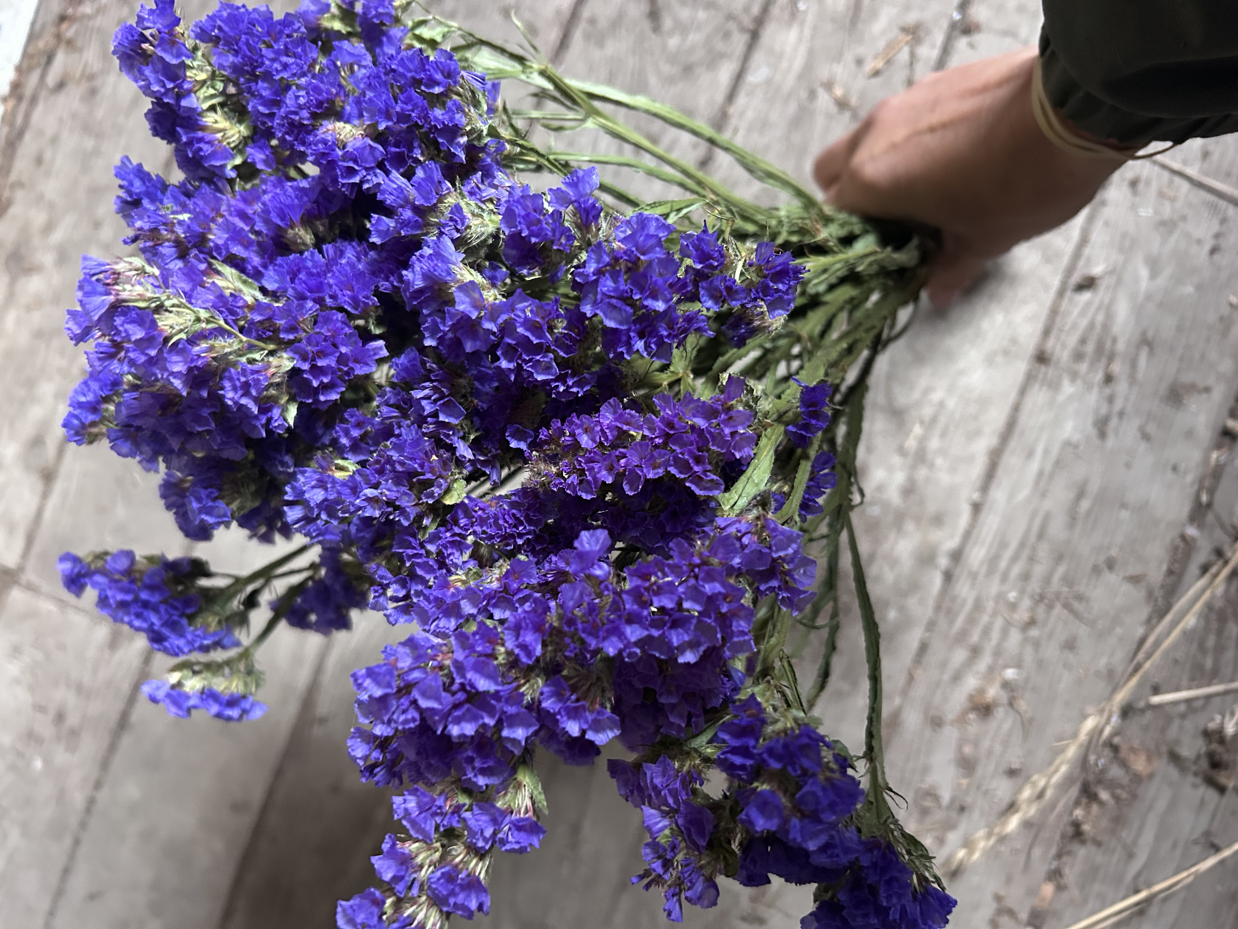 LIMONIUM sinuatum Seeker