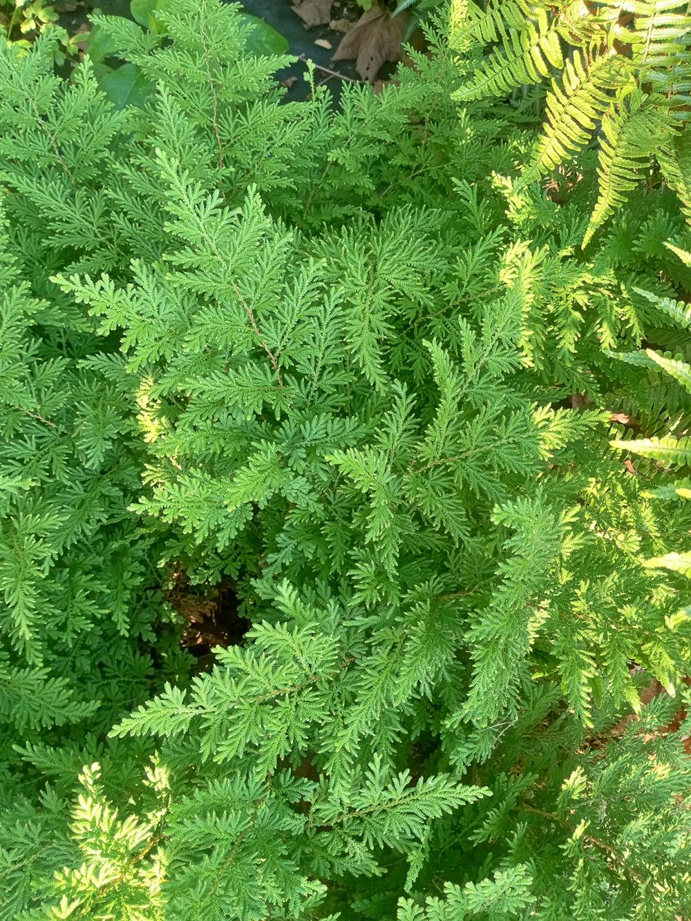 SELAGINELLA braunii